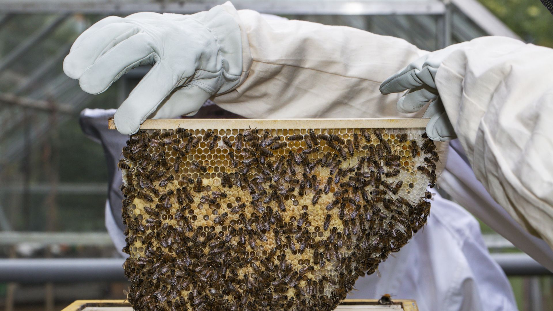 In this image, two gloved hands take a honeycomb out of a man-made hive.