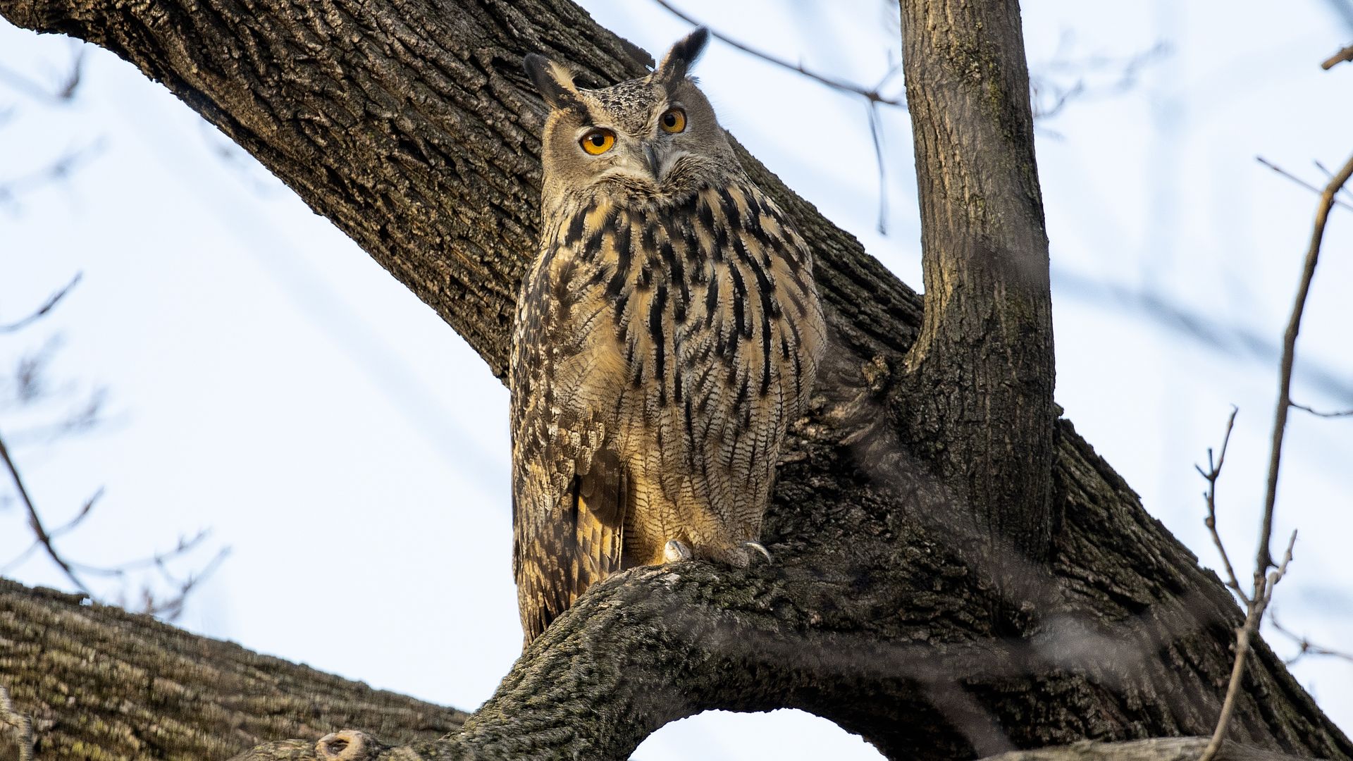  Flaco, a Eurasian eagle owl that escaped from the Central Park Zoo, continues to roost and hunt in Central Park, February 15, 2023 in New York City, New York