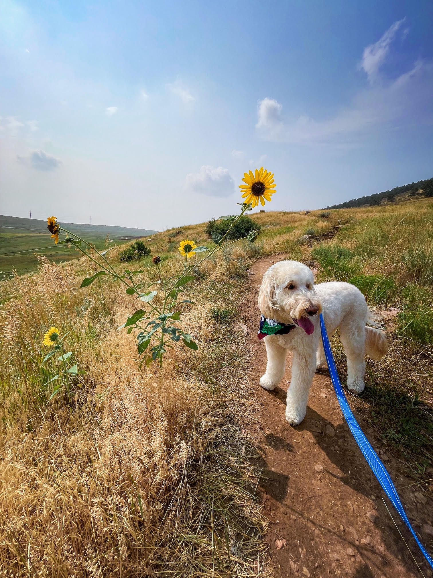 A photo of a golden doodle on a trail next to sunflowers