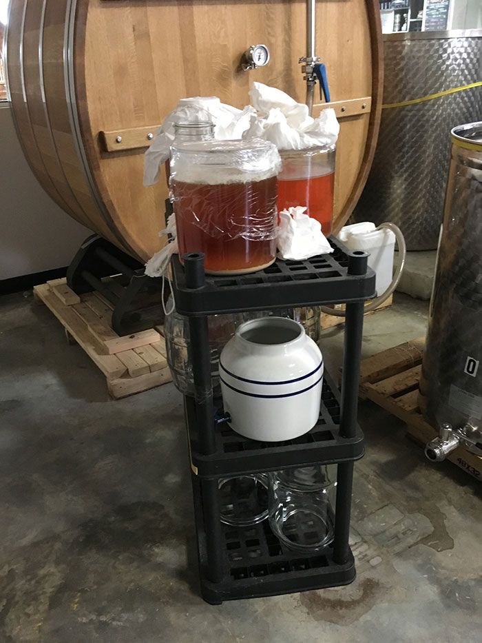 brewing kombucha lenny boy