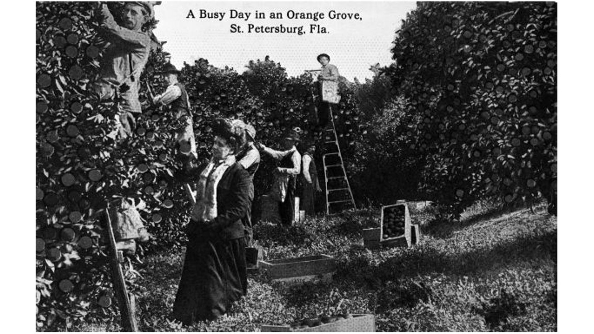 A postcard from St. Petersburg depicting people picking oranges.