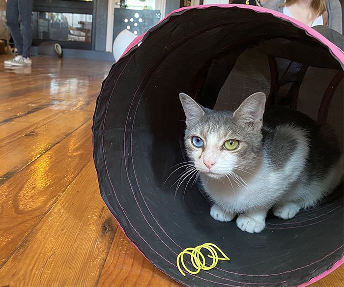 mac tabby cat cafe noda