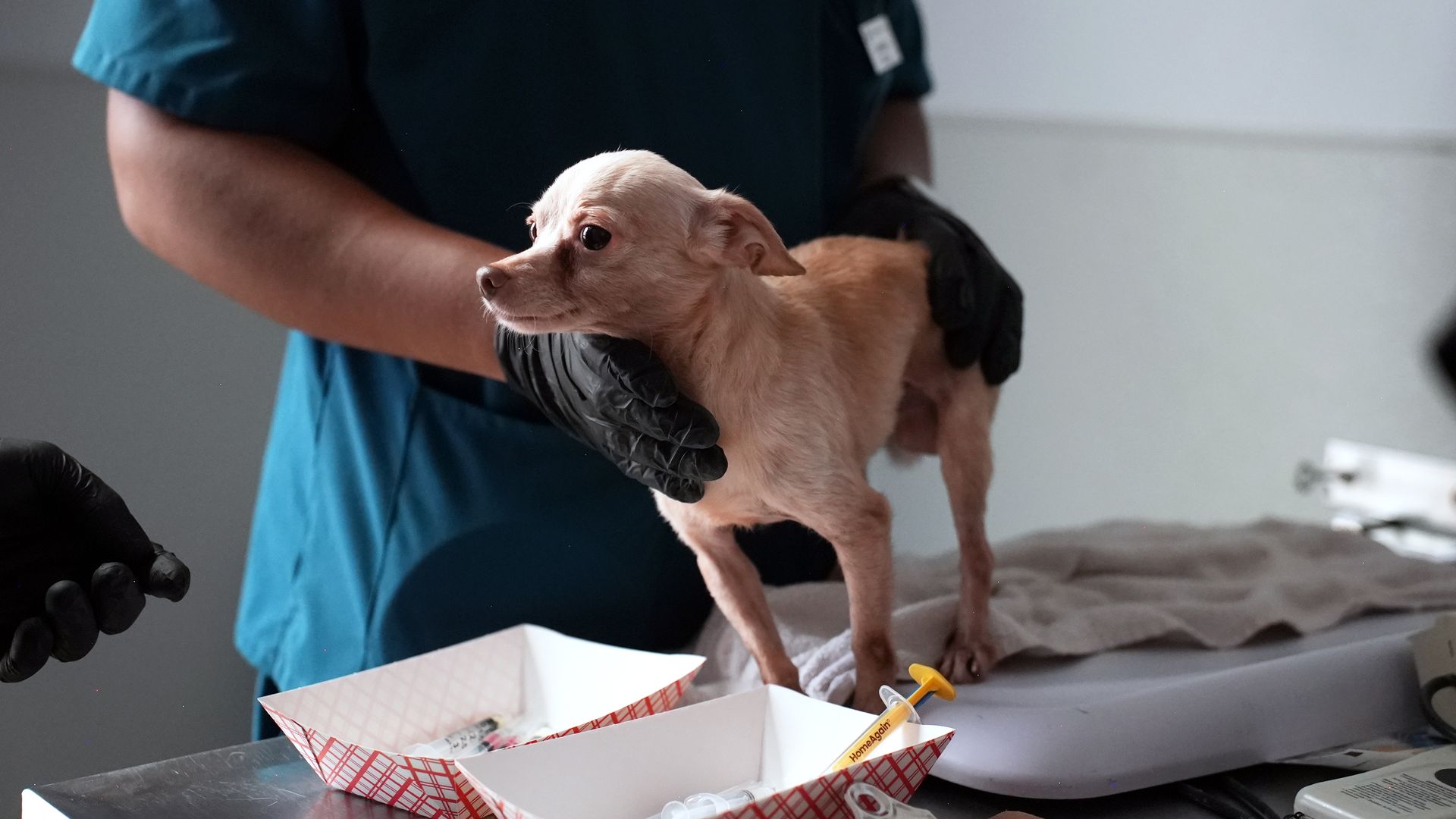 Small tan chihuahua held by a veterinary worker in teal scrubs and black gloves. A checkered white tray and medical supplies sit on the table nearby.