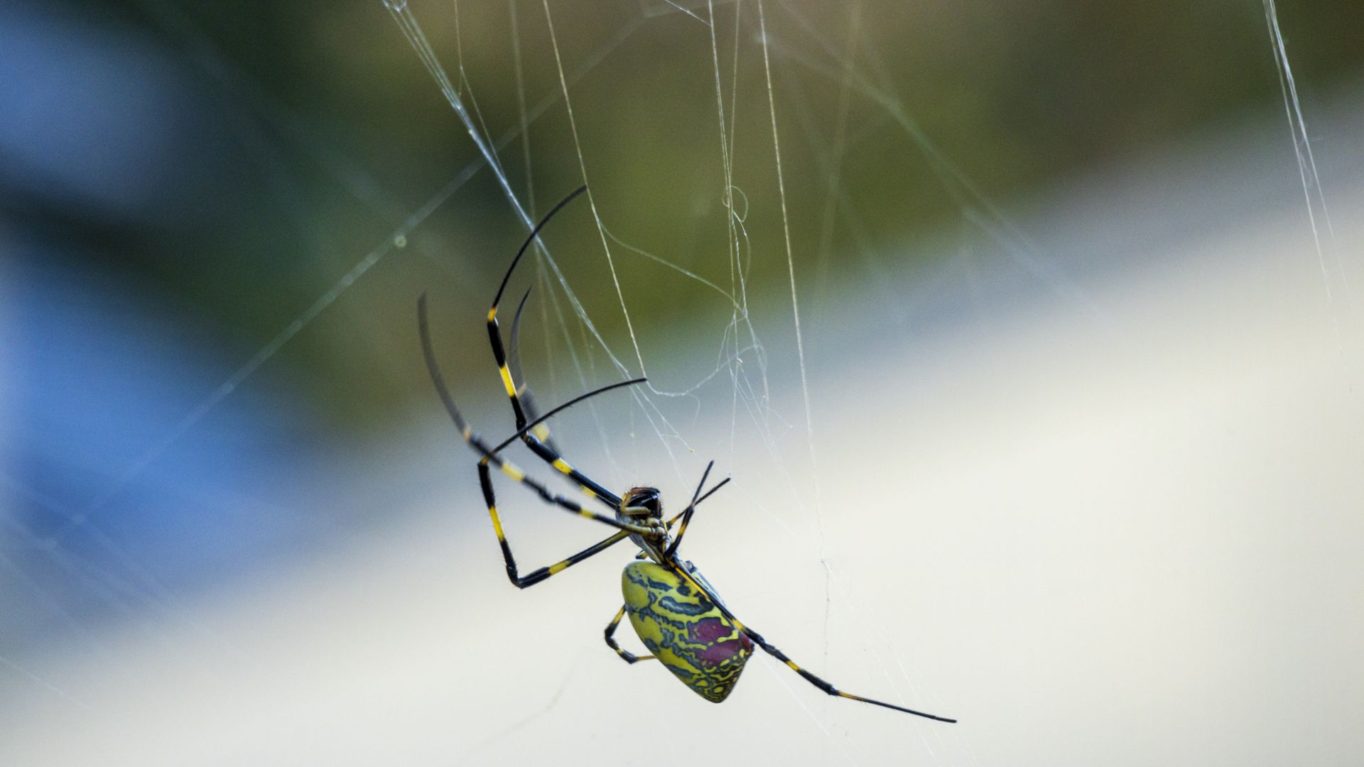 A Joro spider on a web