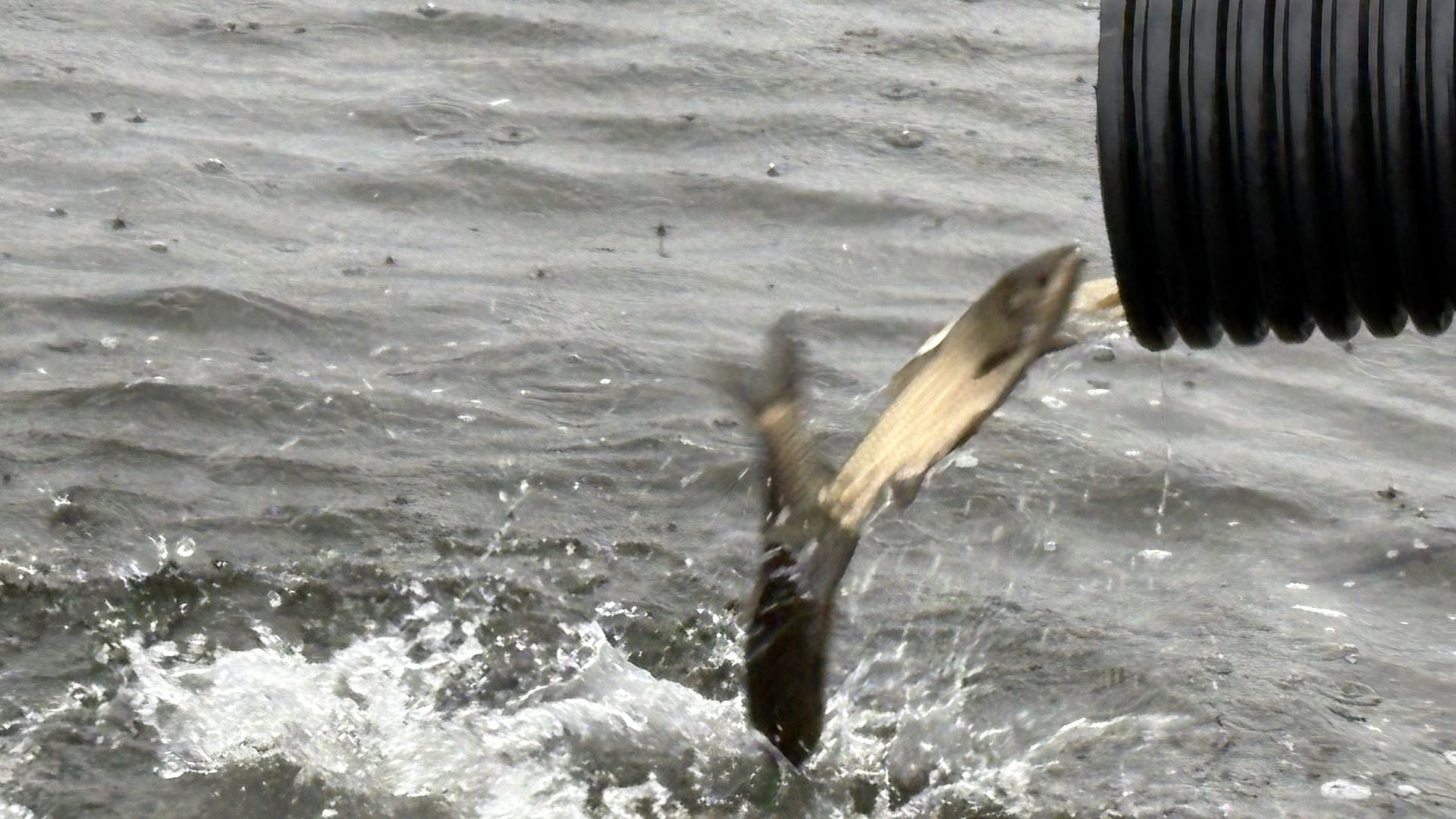 Gray, choppy water with white foam; a pair of fish flying from a black pipe into the water.