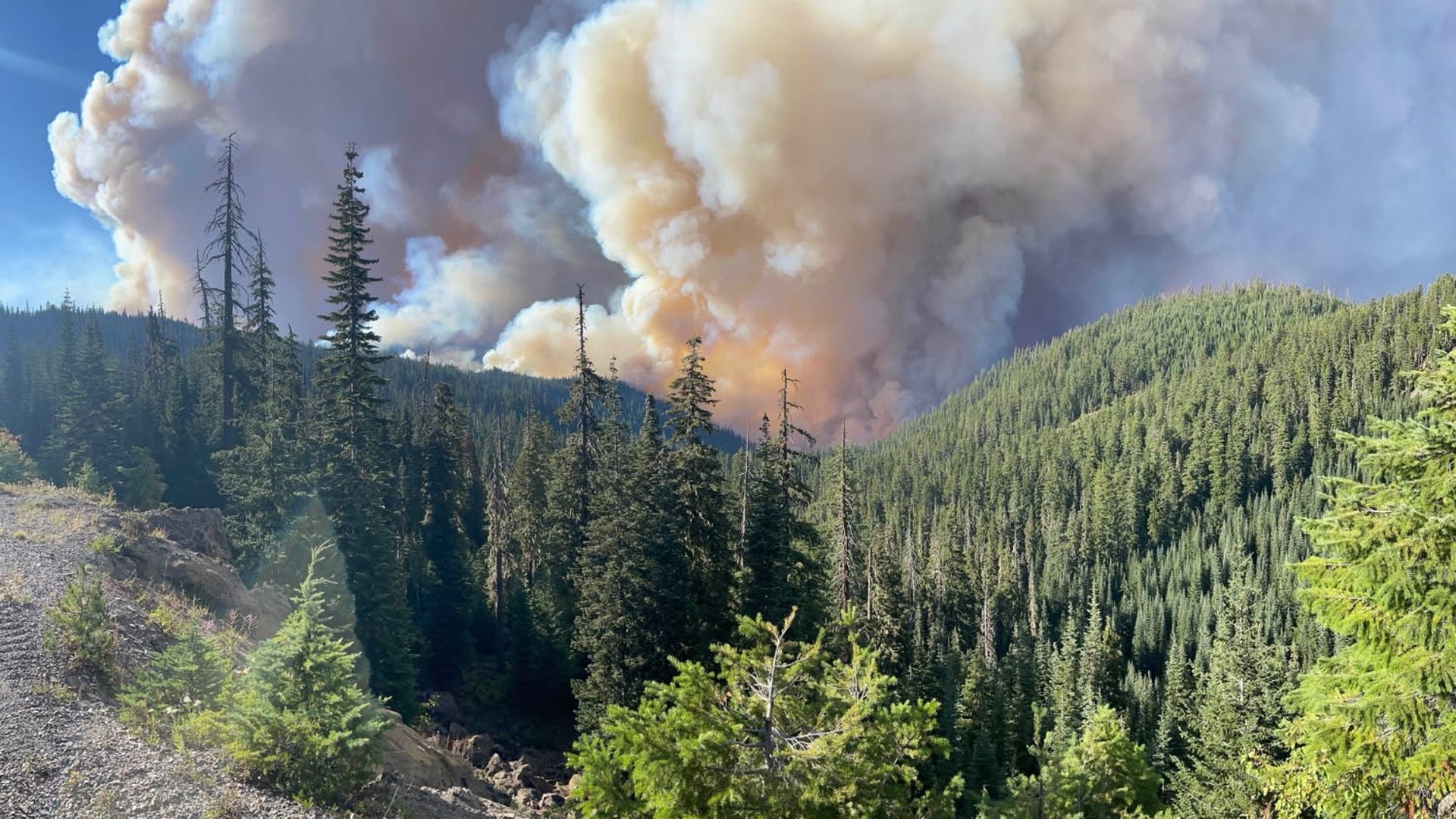 Large plume of thick smoke rises over dense green pine forest on a sunny day, indicating a wildfire burning behind the trees in a mountainous area.