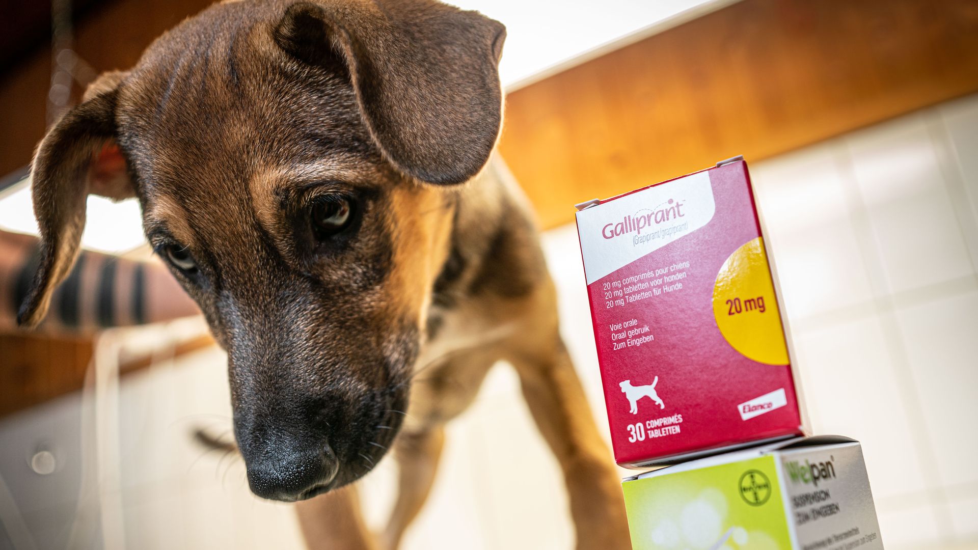 a dog standing next to animal medication produced by Elanco (top) and Bayer at a veterinary practice