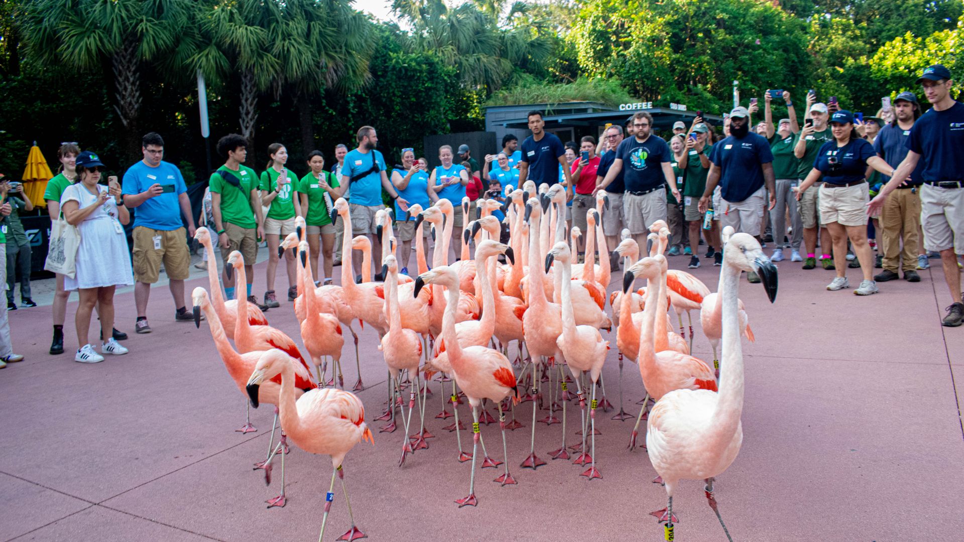Photo of a crowd of flamingos, surrounded by a group of people.  