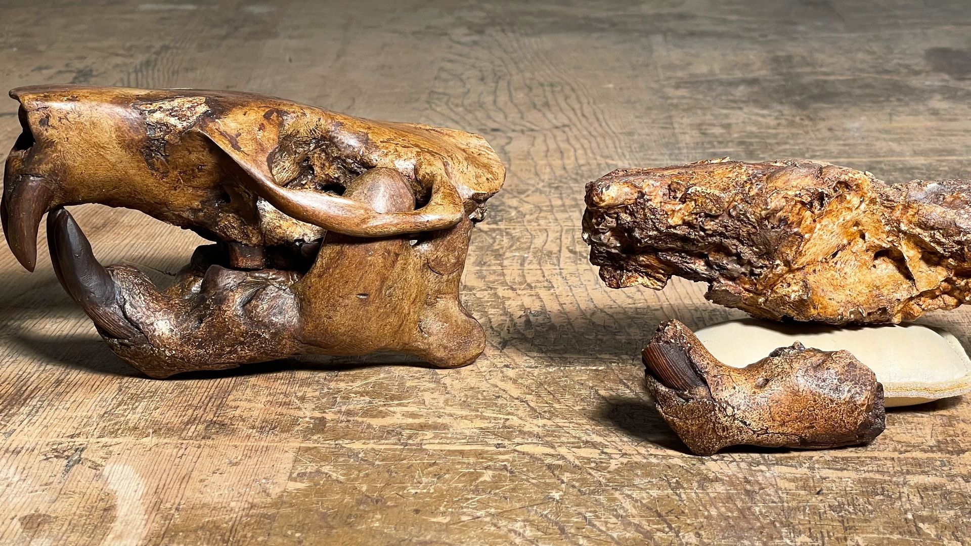 A partial skull fossil from the ancient beaver Anchitheriomys buceei (on right) alongside a skull reconstruction. Photo: UT Austin / Jackson School of Geosciences / Matthew Brown