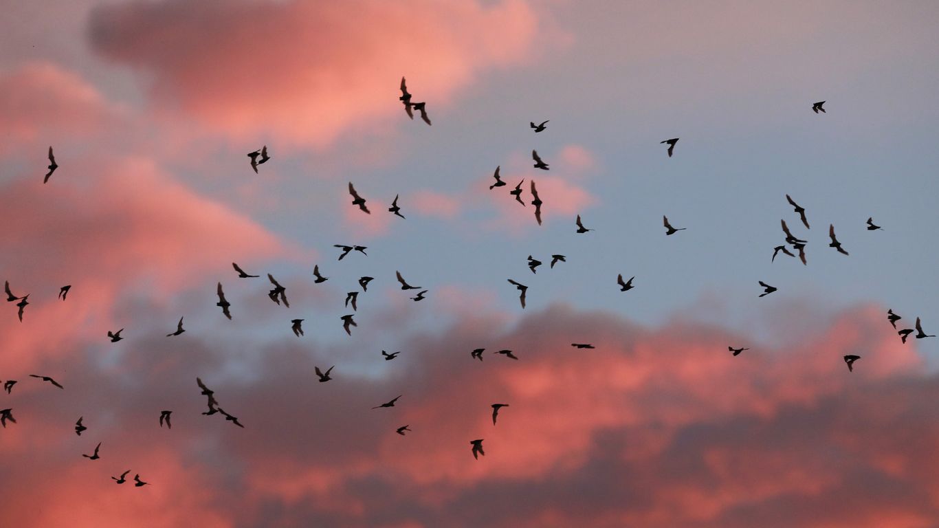 What to do if you wake up with a bat in your bedroom