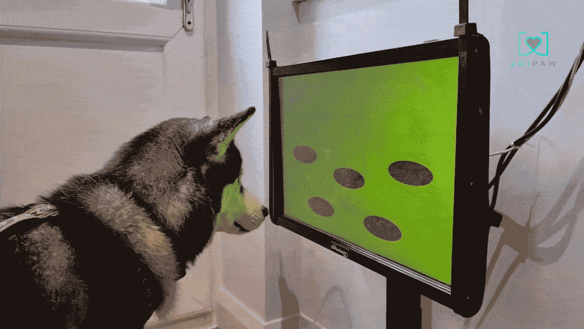 Animated GIF showing a dog tapping a touch screen with its nose, as a virtual hedgehog pops up on the screen