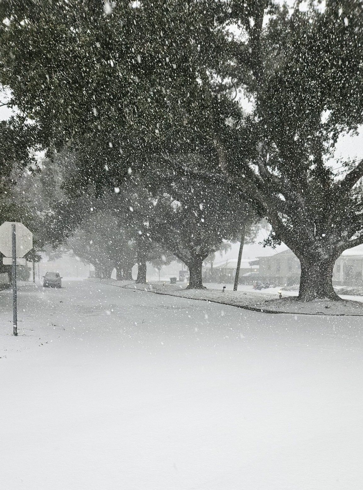 Snow falls on an empty, tree-lined street.
