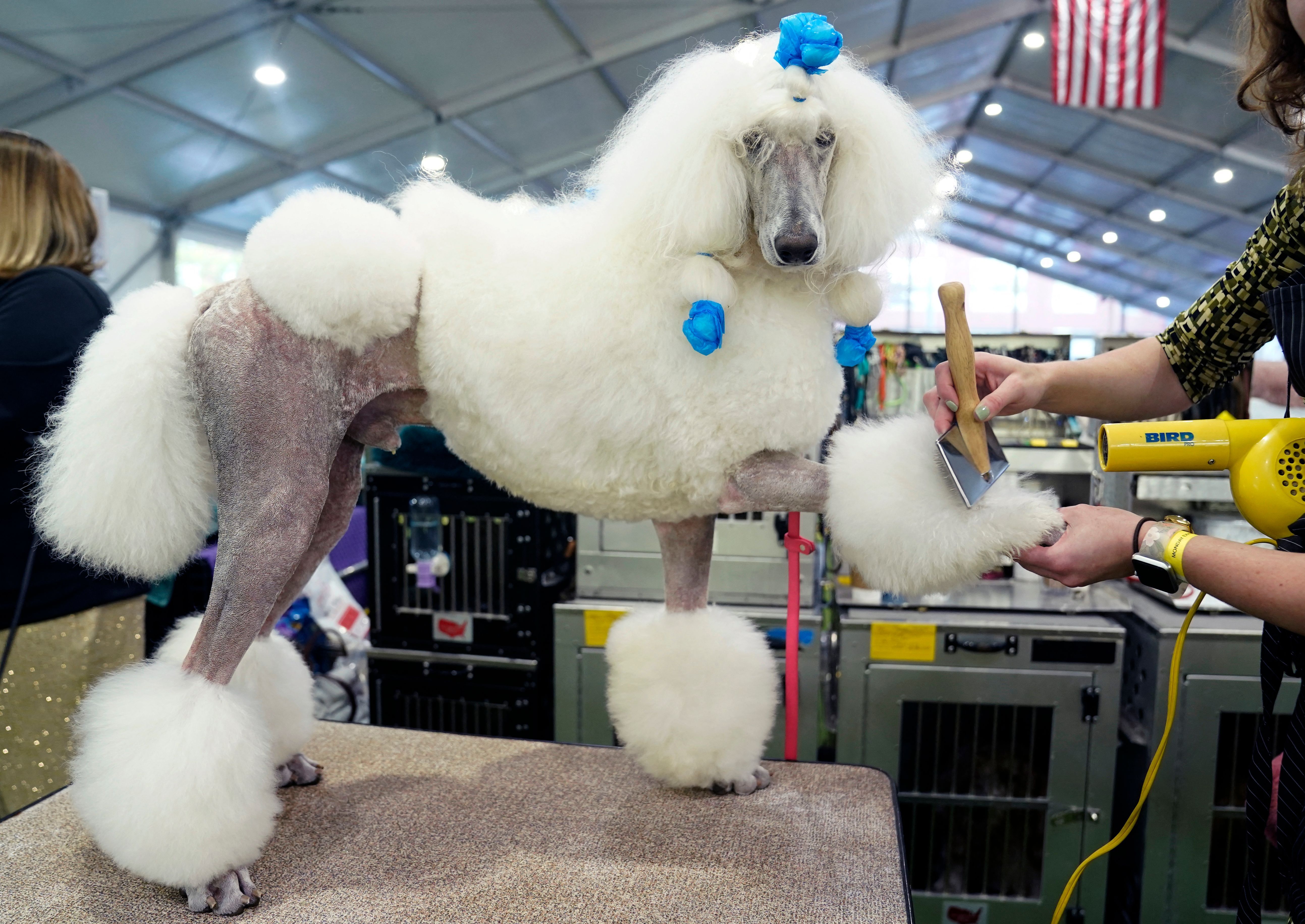 poodle being groomed