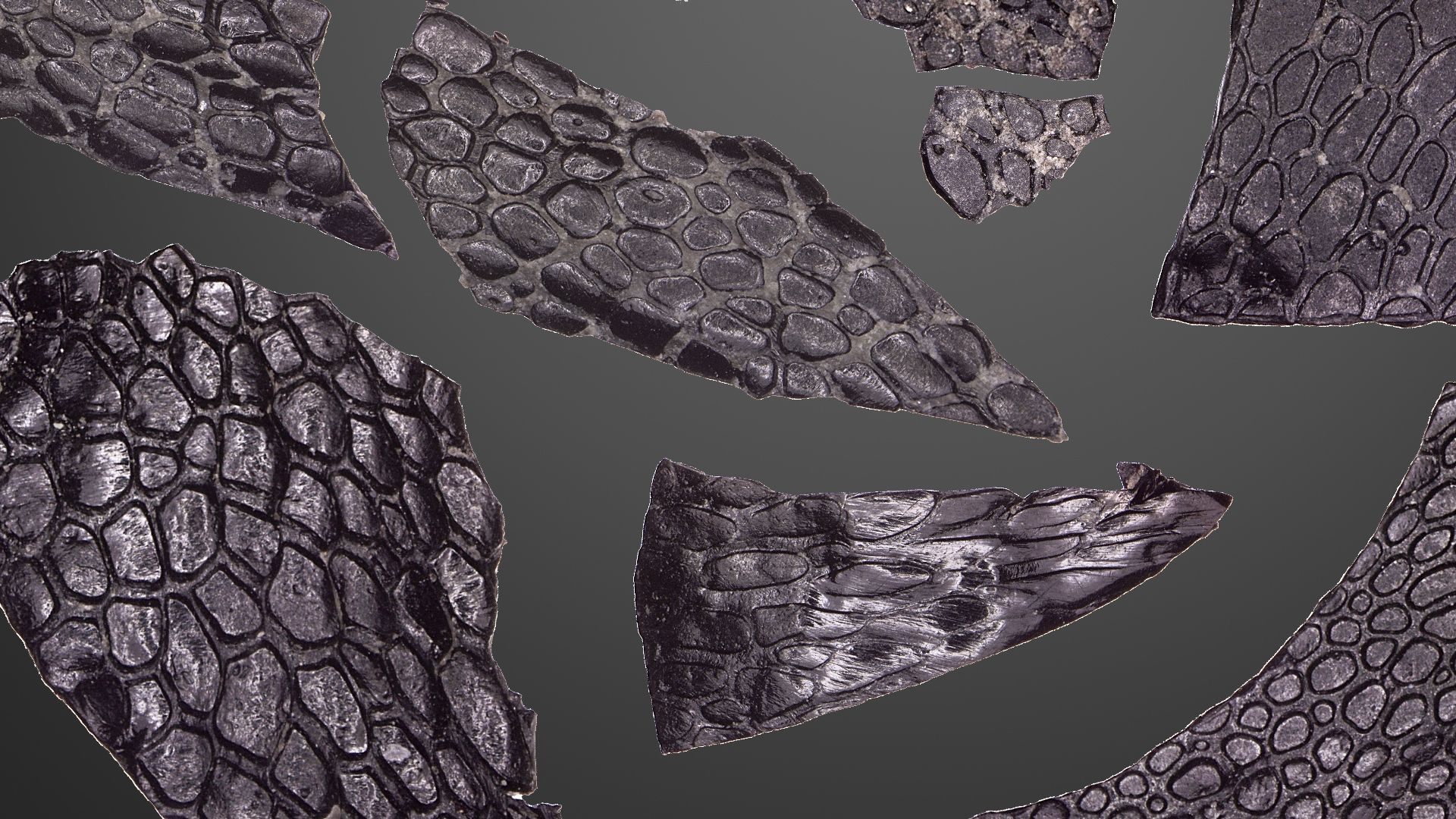 Images of sections of fossilized skin