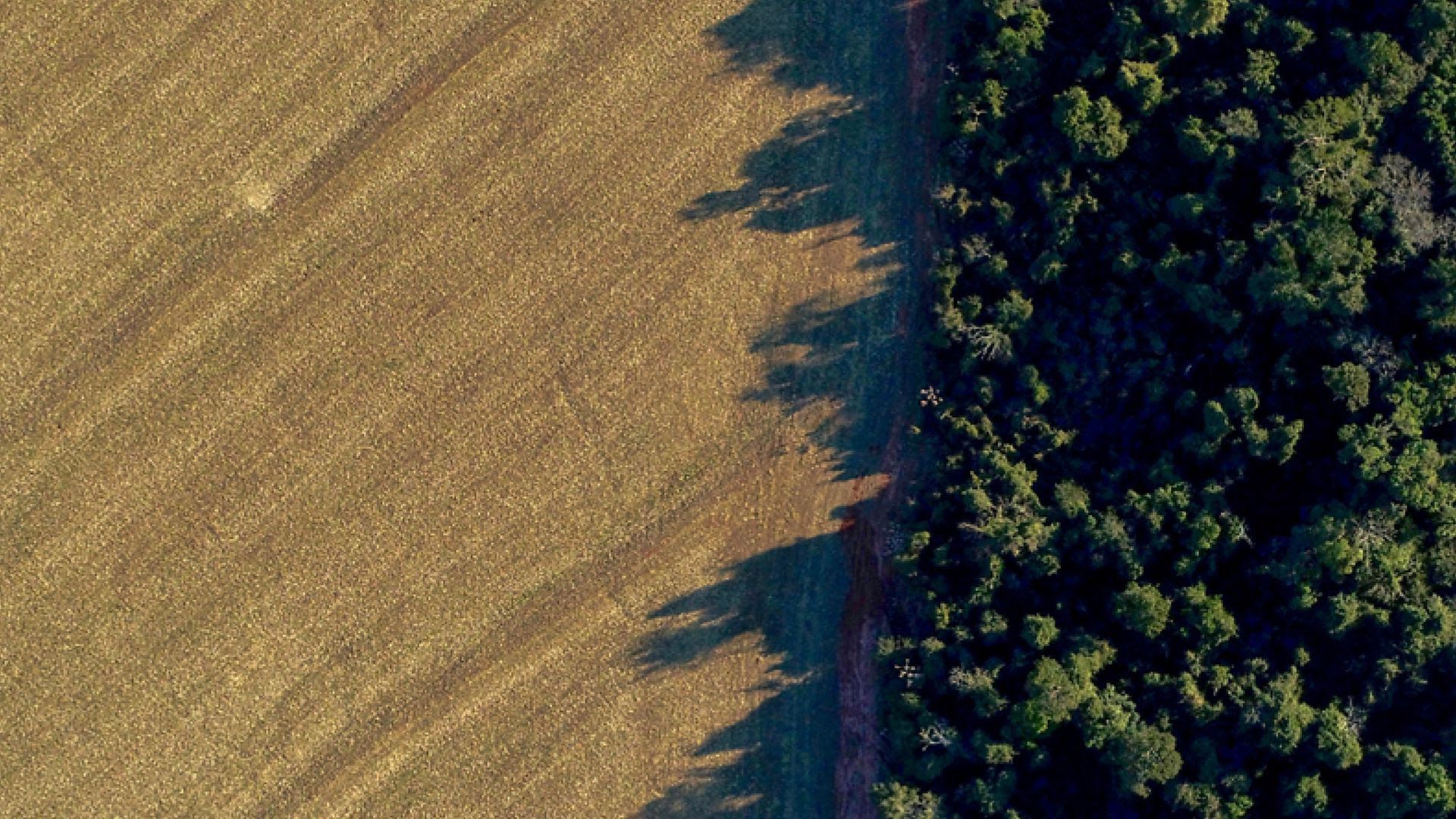 Deforestation in Argentina's Chaco forest region.