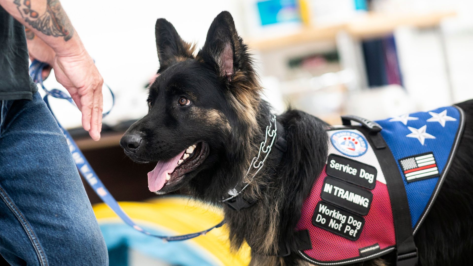 A service dog waits for training at the Paws of War office in Nesconset, Long Island, New York on June 10, 2019.
