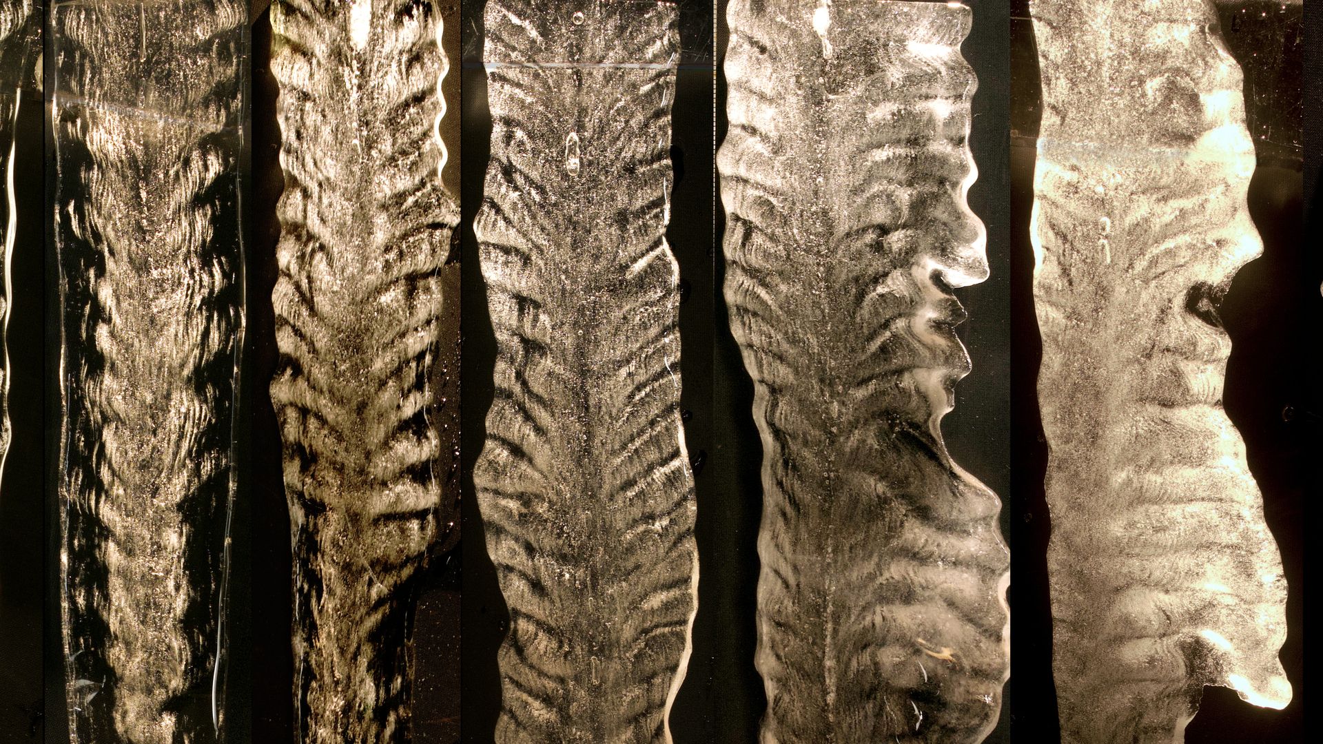 A series of icicle cross sections at increasing concentration of salt. In the mid-range concentration, a chevron pattern of fogginess is seen that matches up with the surface ripples.