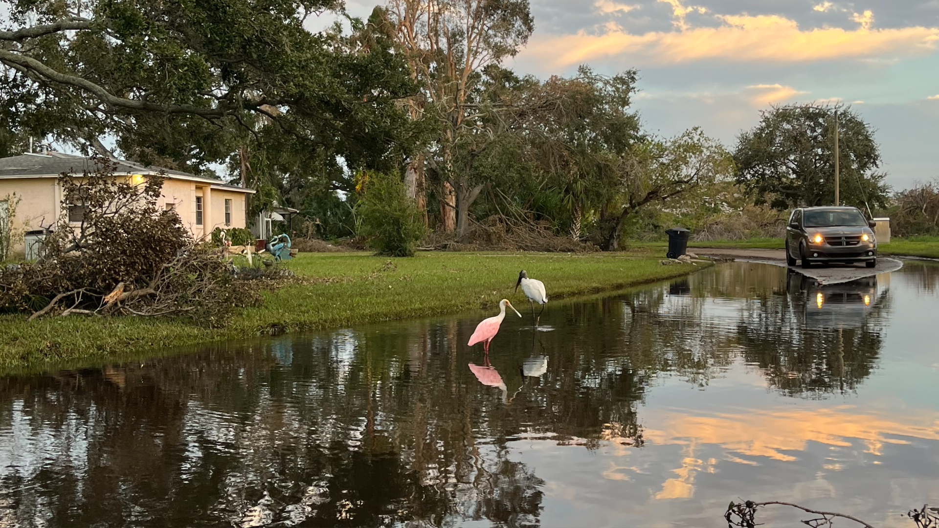 A bird with pink feathers a spoon-shaped bill wades through a flooded street. The sky is dotted with peach clouds that reflect off the water. To the left of the bird, a pile of tree branches sits in a yard. Behind the bird is a white wading bird.