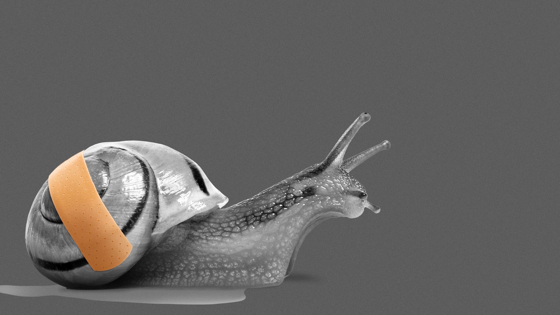 Illustration of a bandaid on a snail.