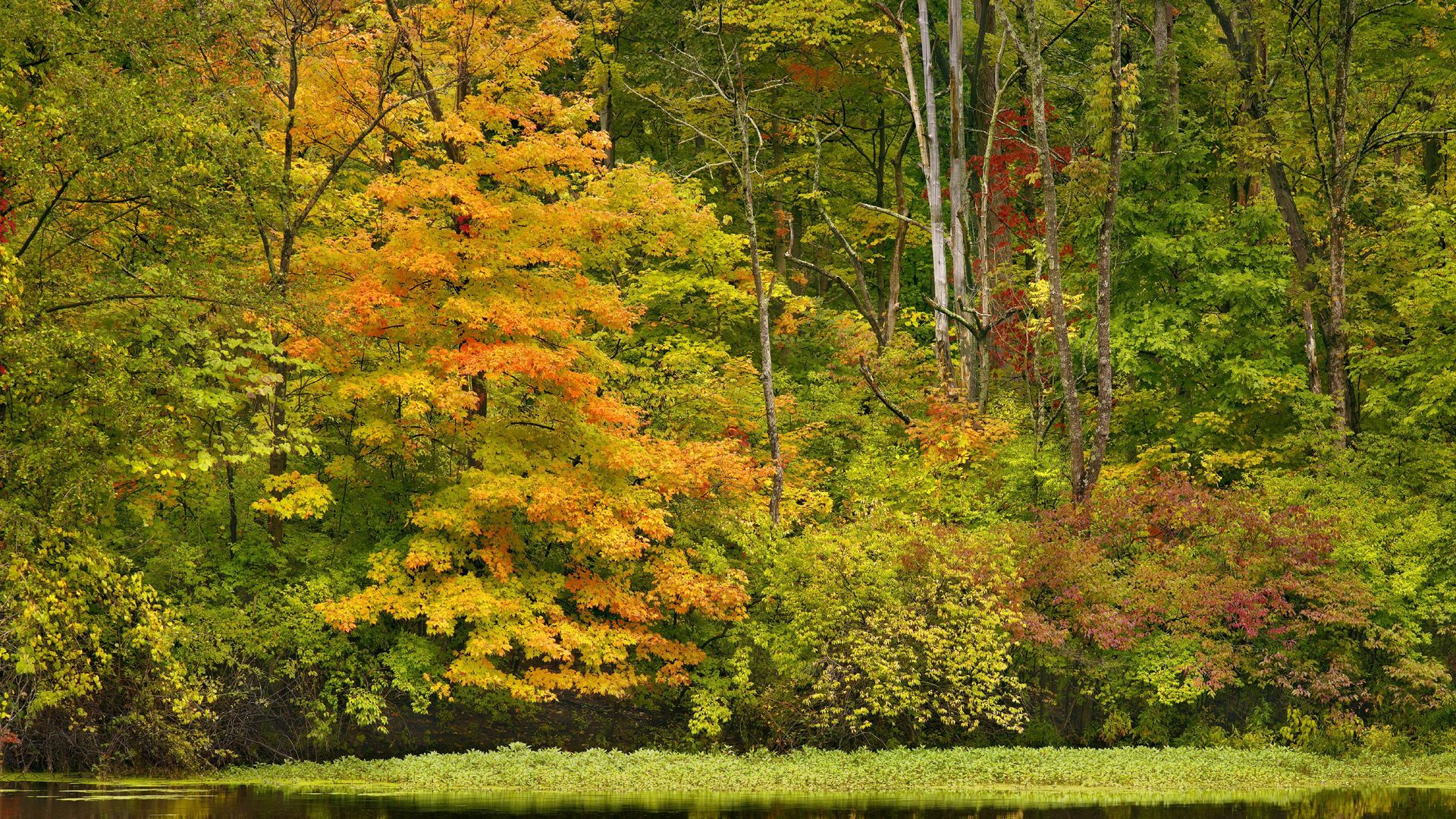 A forest turning orange, yellow and red in autumn