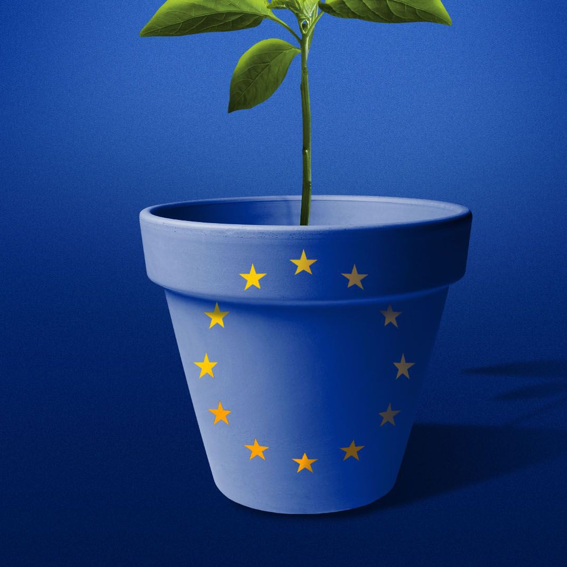 Potted plant on in colors of EU flag