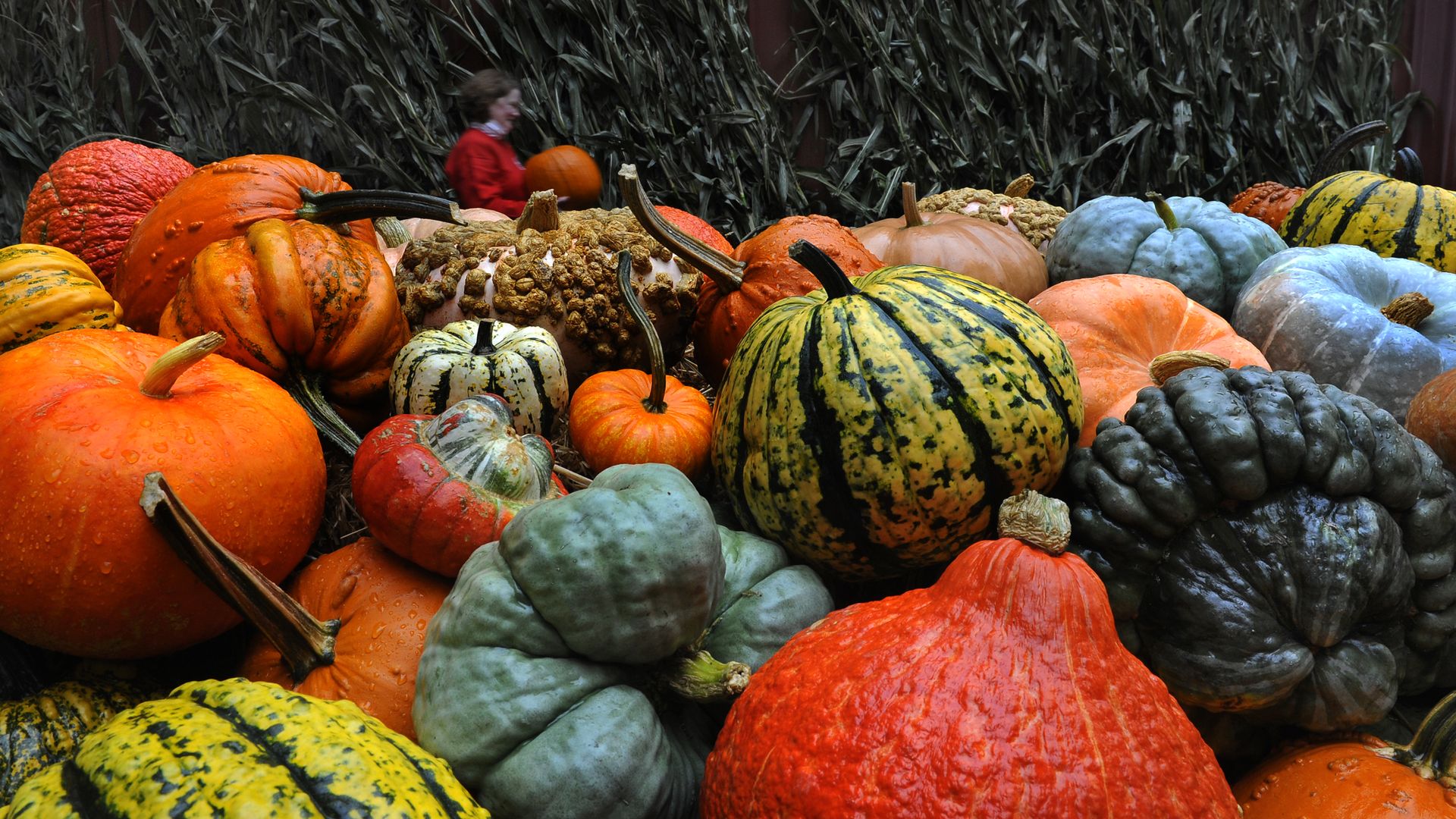 A colorful pile of pumpkins 