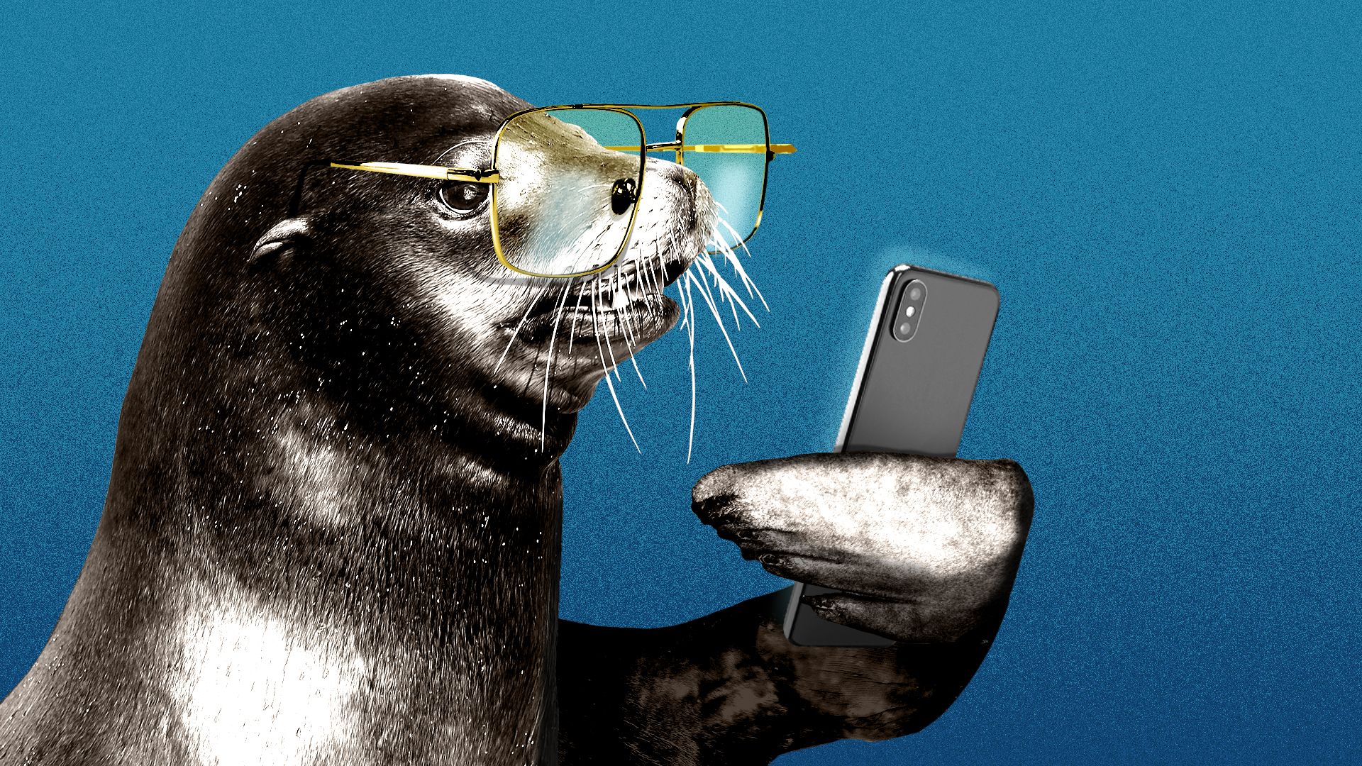 Illustration of a sea lion wearing glasses and reading the news on its phone.