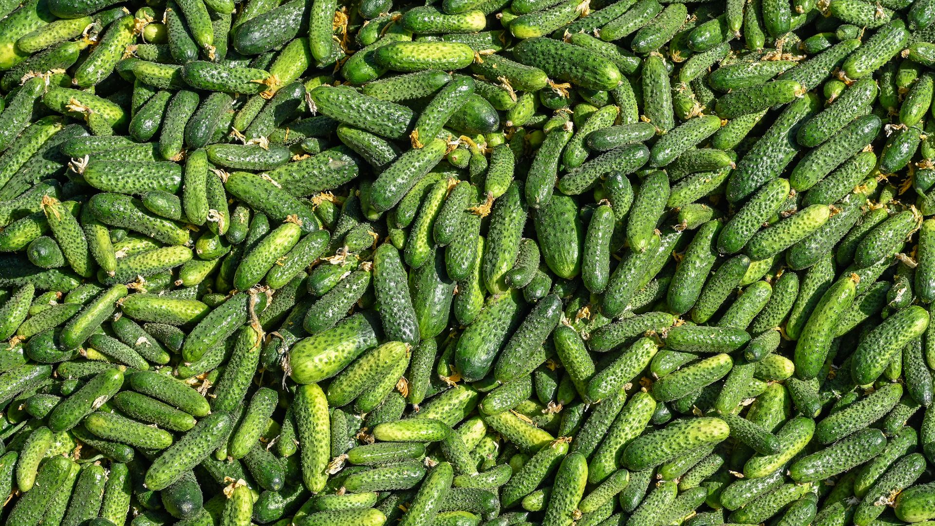 PE firm Swander Pace puts portfolio company Patriot Pickle up for sale