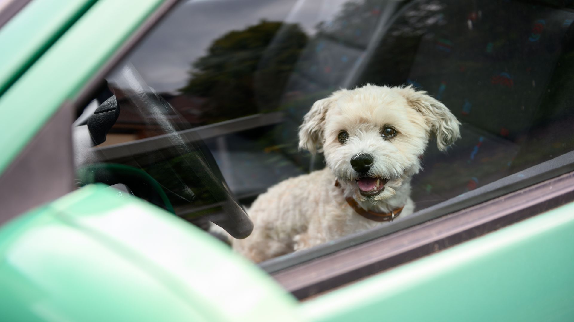 A white Havanese dog sits in a light green colored car.