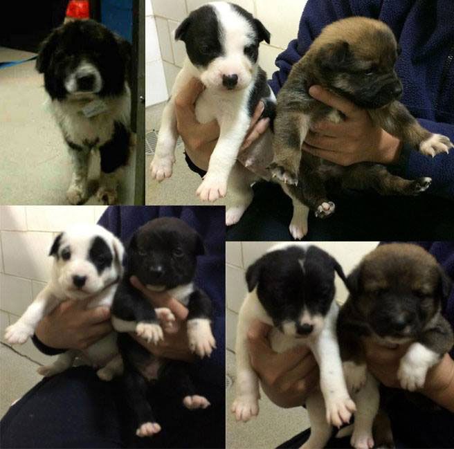 Charlotte SPCA puppies