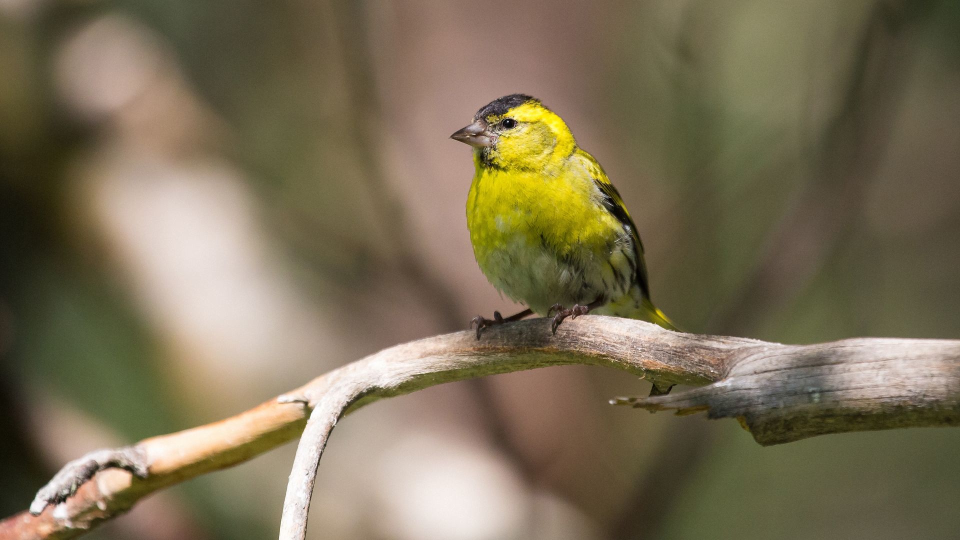 Common siskin, carduelis spinus.