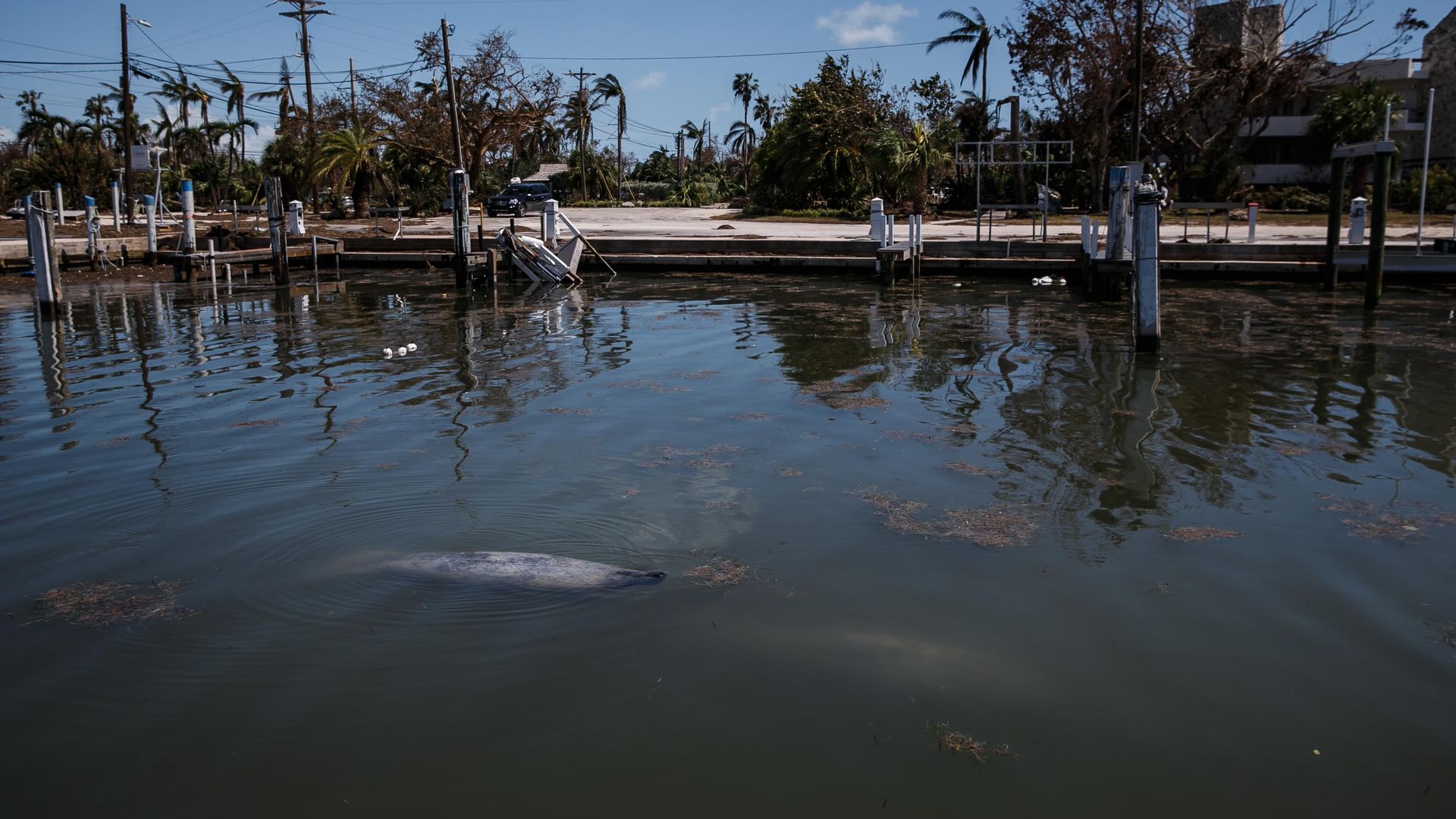 Manatees surface for air in a dock that was damaged by the effects of Hurricane Irma in Islamorada, 