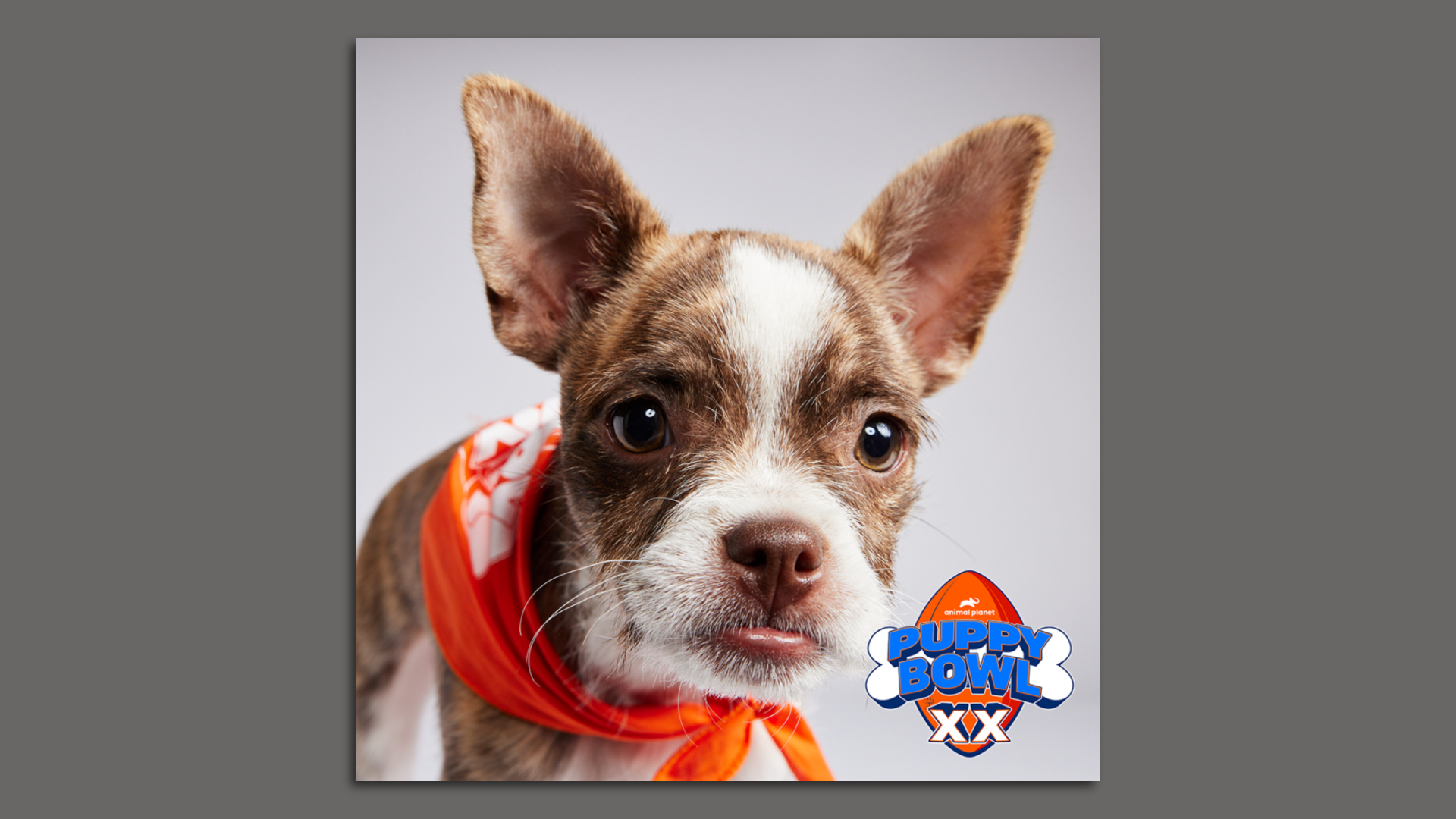 A photo of Chili, who is brown and white.