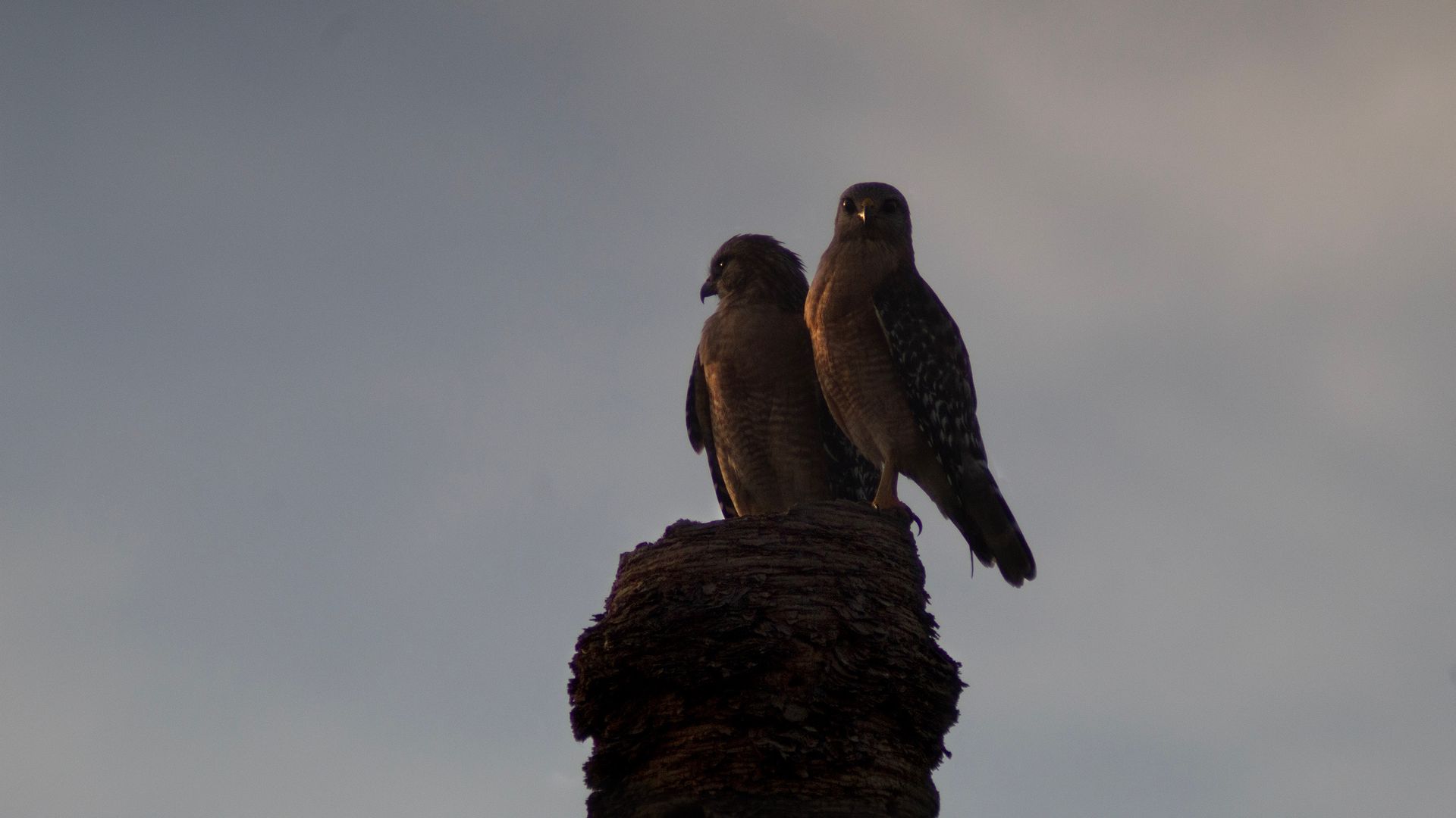 Red-shouldered hawks.
