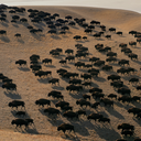 PBS to air Lily Gladstone–narrated film on Blackfeet buffalo return after decades-long fight