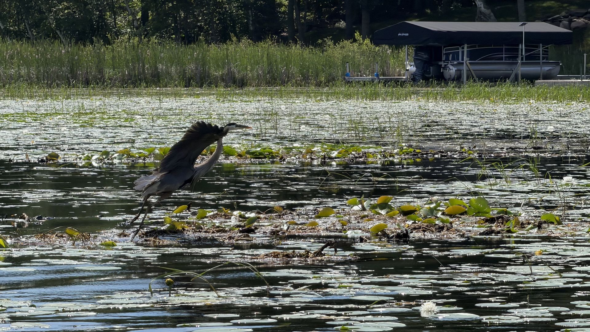 A heron rises from a lily-pad lake, wings spread as it takes off. Behind, tall reeds, trees, and a pontoon boat under a dark canopy on a dock.
