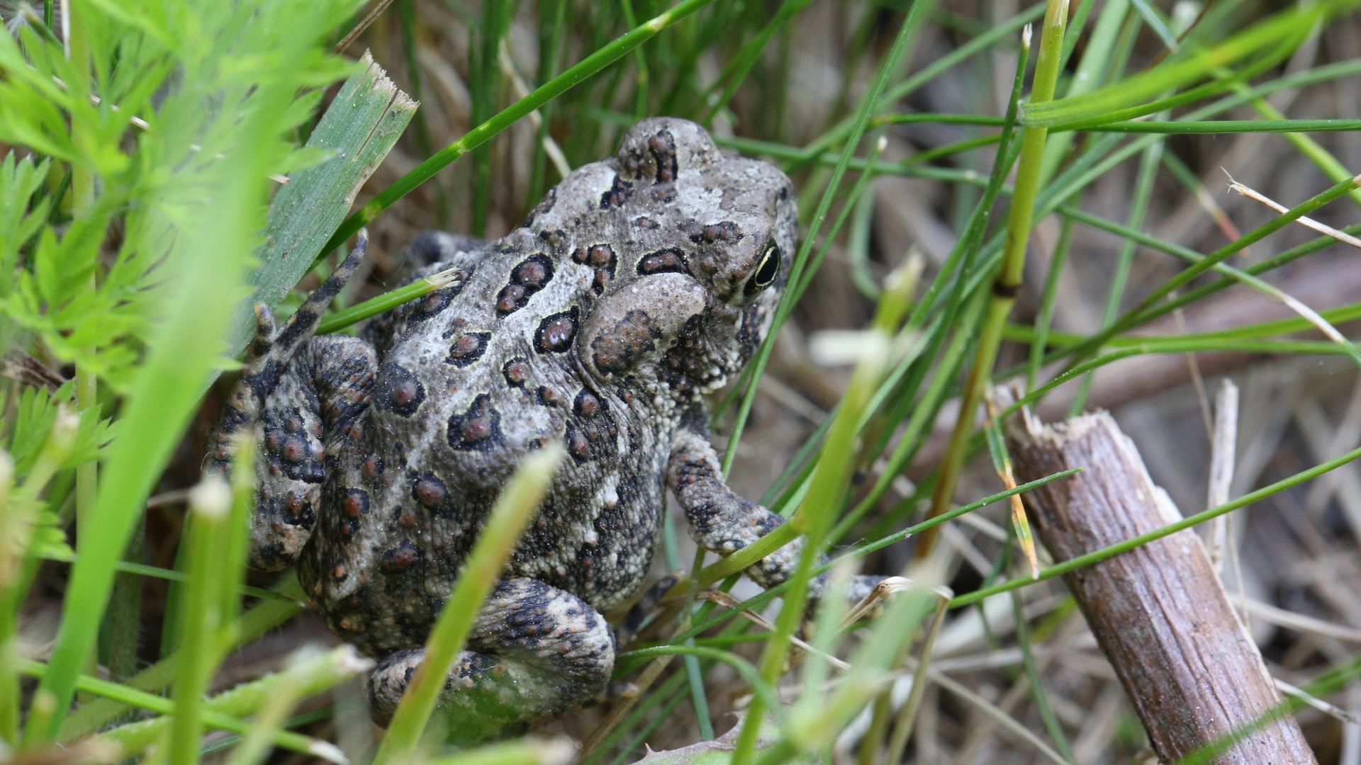 An American toad in Markham, Ontario.