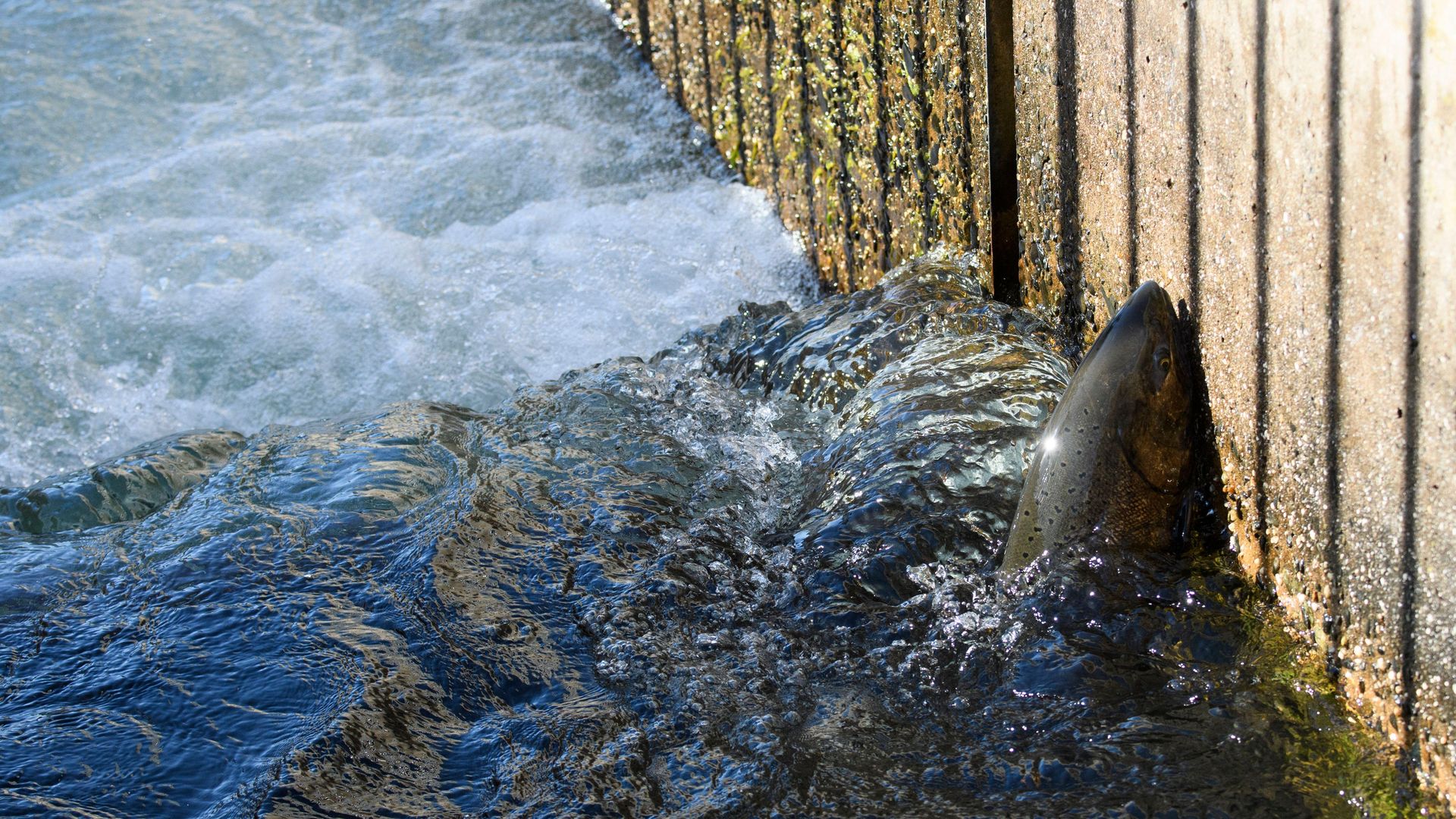 A salmon is seen swimming up a fish ladder.