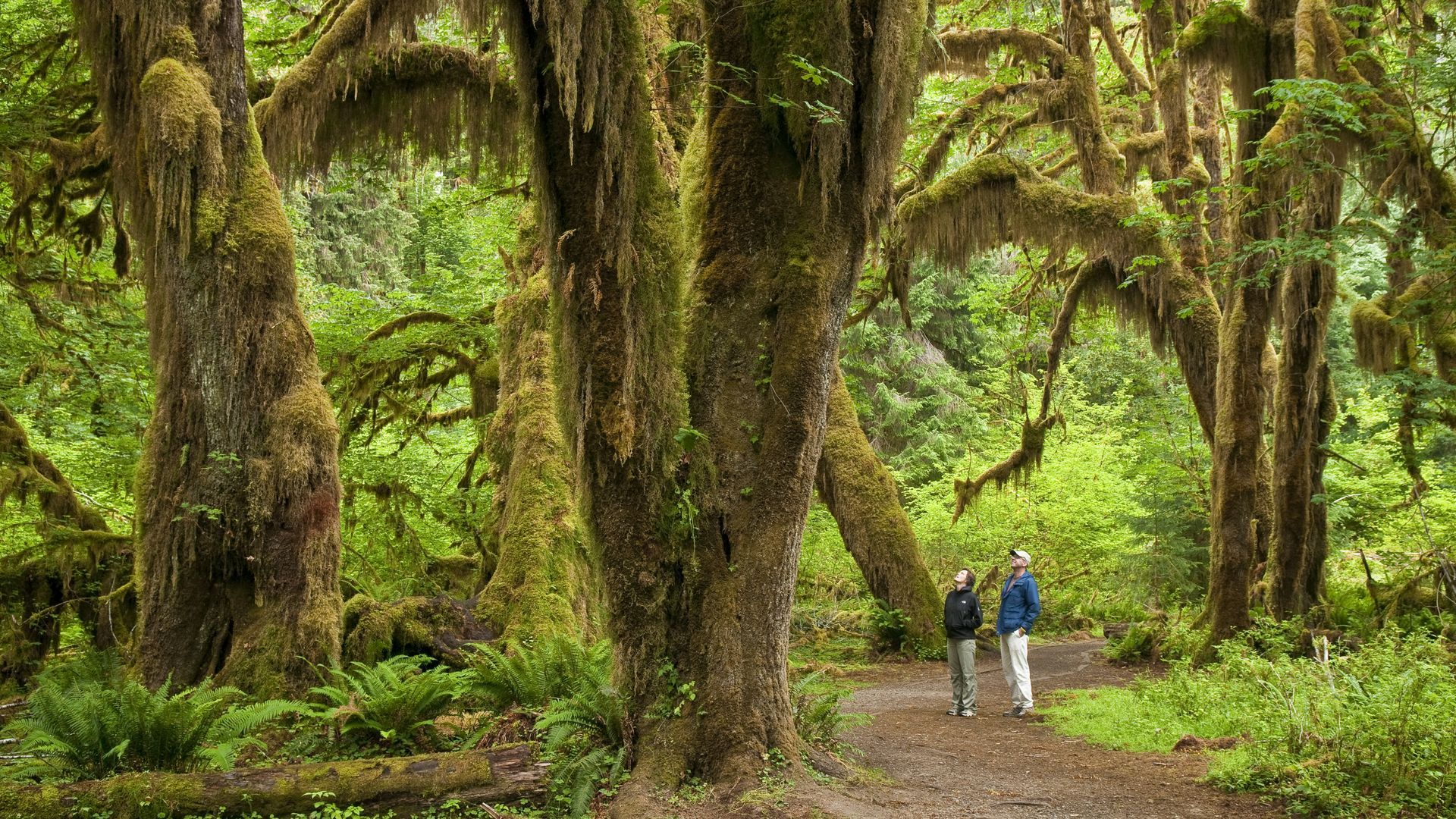 Two people on a path in the Hoh Rain Forest look up at moss covered trees, while surrounded by ferns.