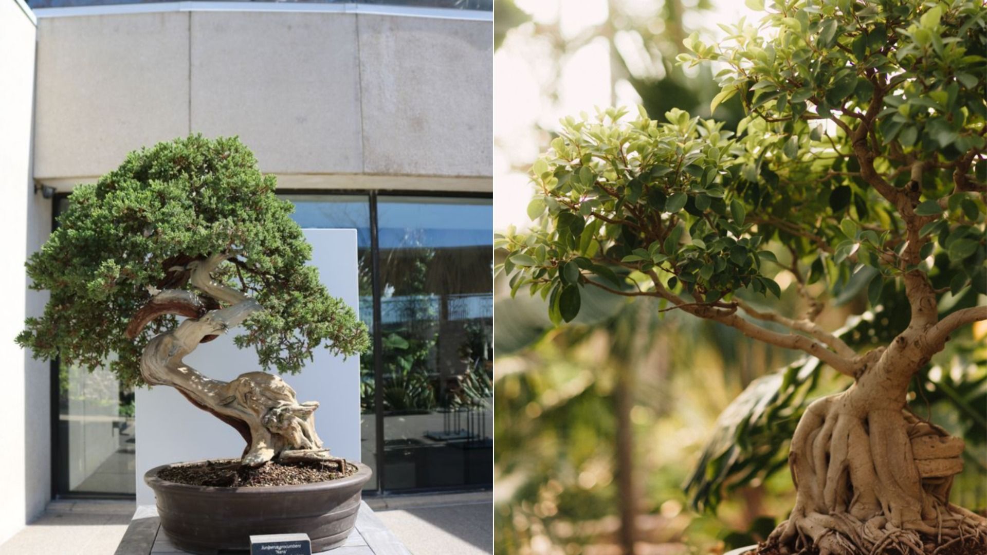 A photo of bonsai plants.