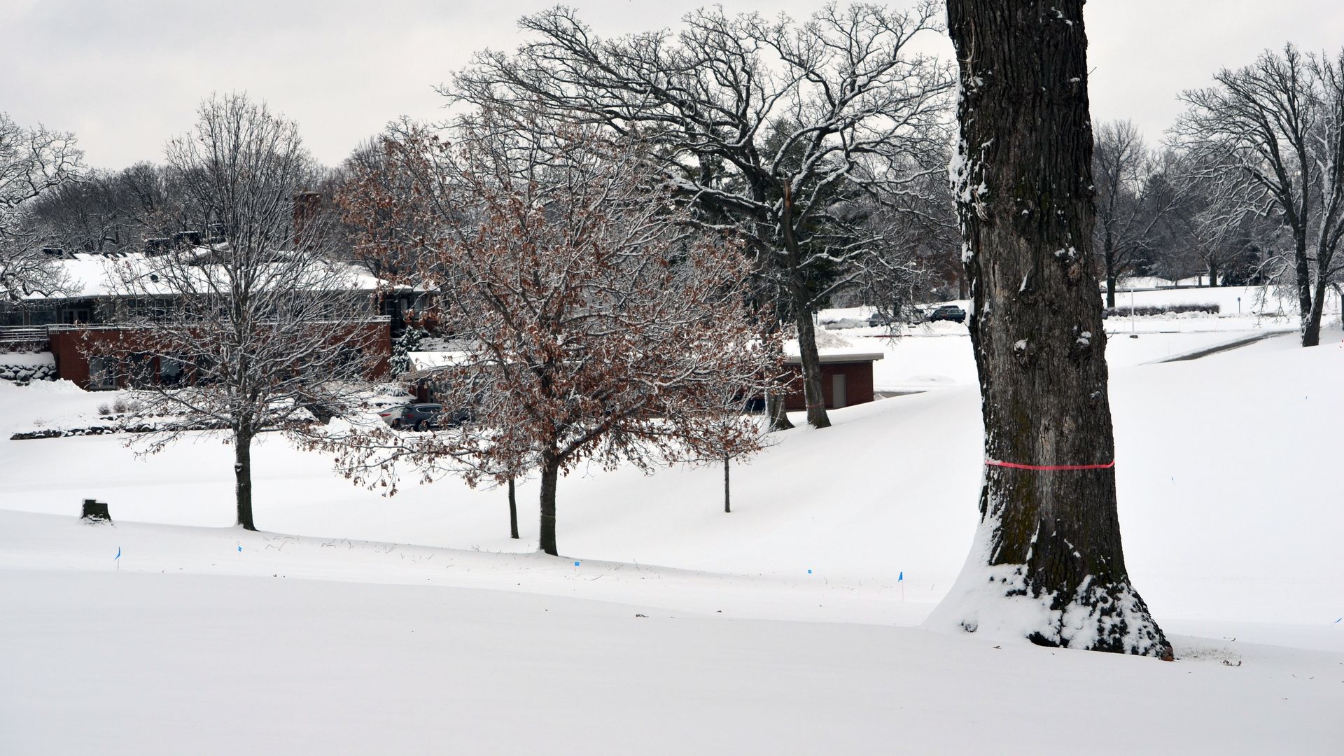 A photo of trees