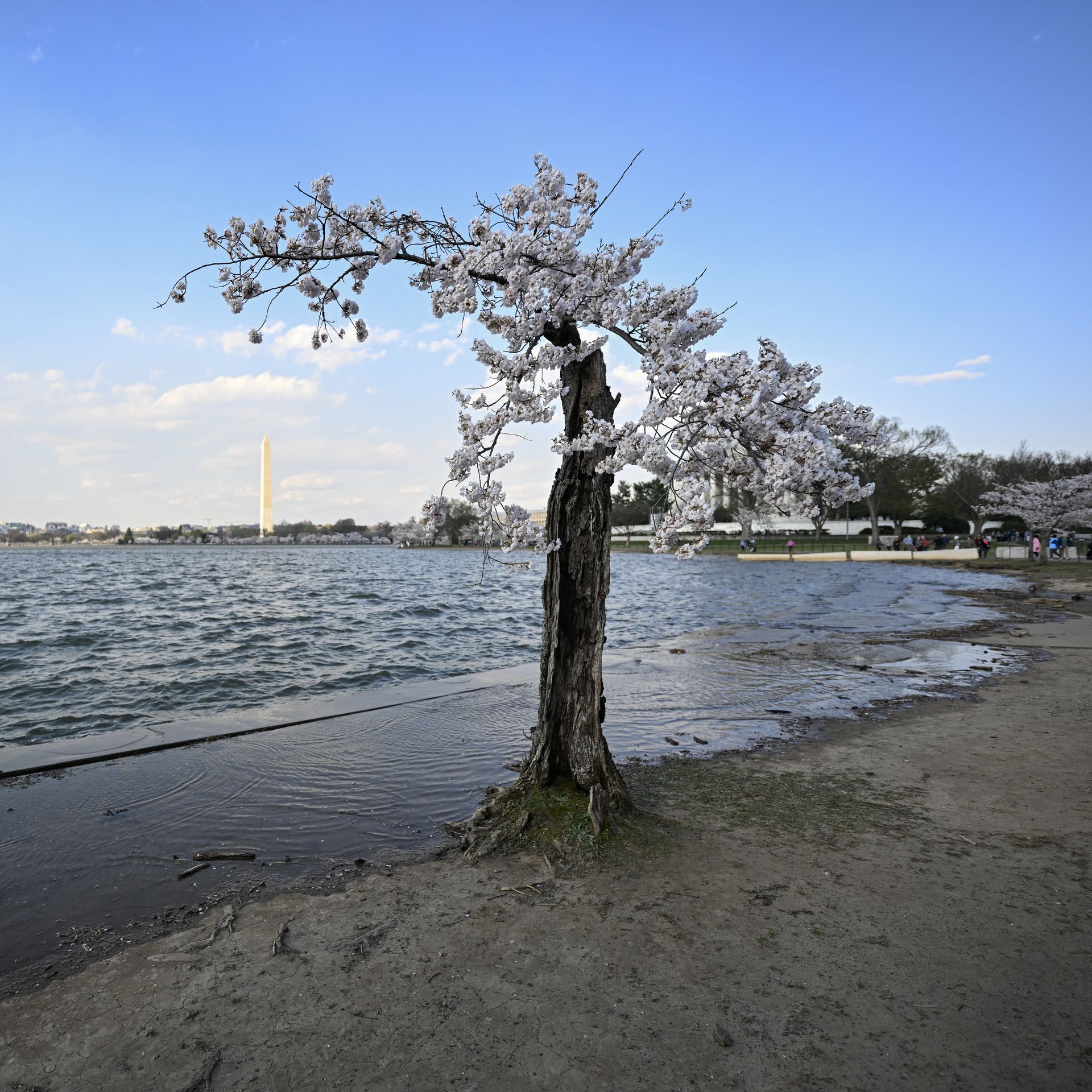 D.C. cherry blossoms affected by climate change to undergo restoration -  Axios Washington D.C.