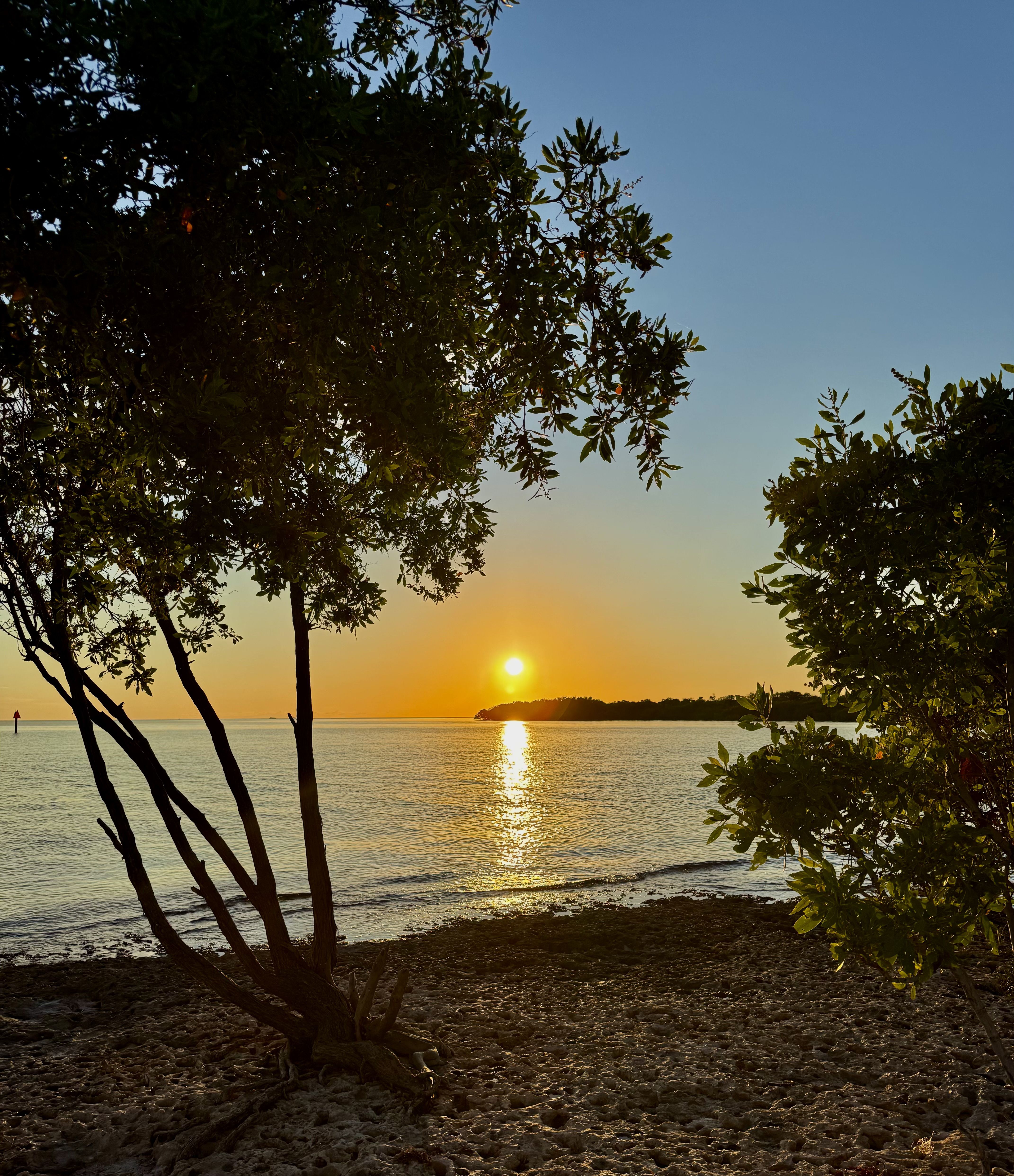 Sunset over calm ocean with orange sky, silhouetted tree trunks and leafy branches framing the peaceful shoreline with rocky beach and distant island on horizon.