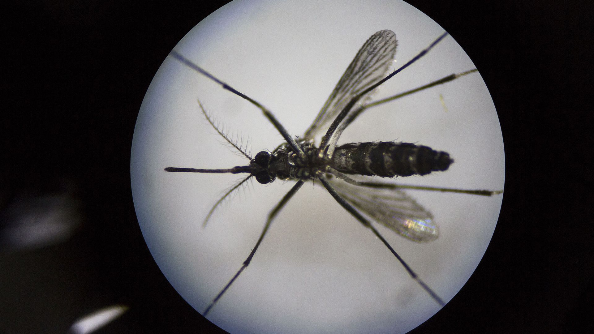 Photo of the Aedes albopictus mosquito seen under a microscope