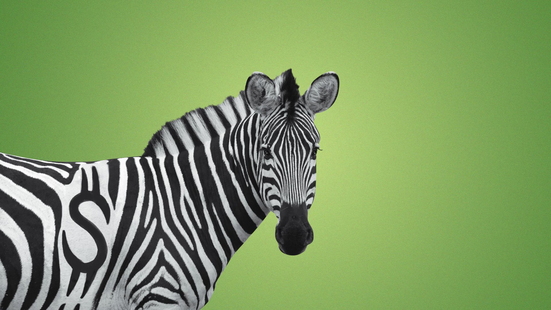 Illustration of a zebra with stripes in the shape of a dollar bill sign. 