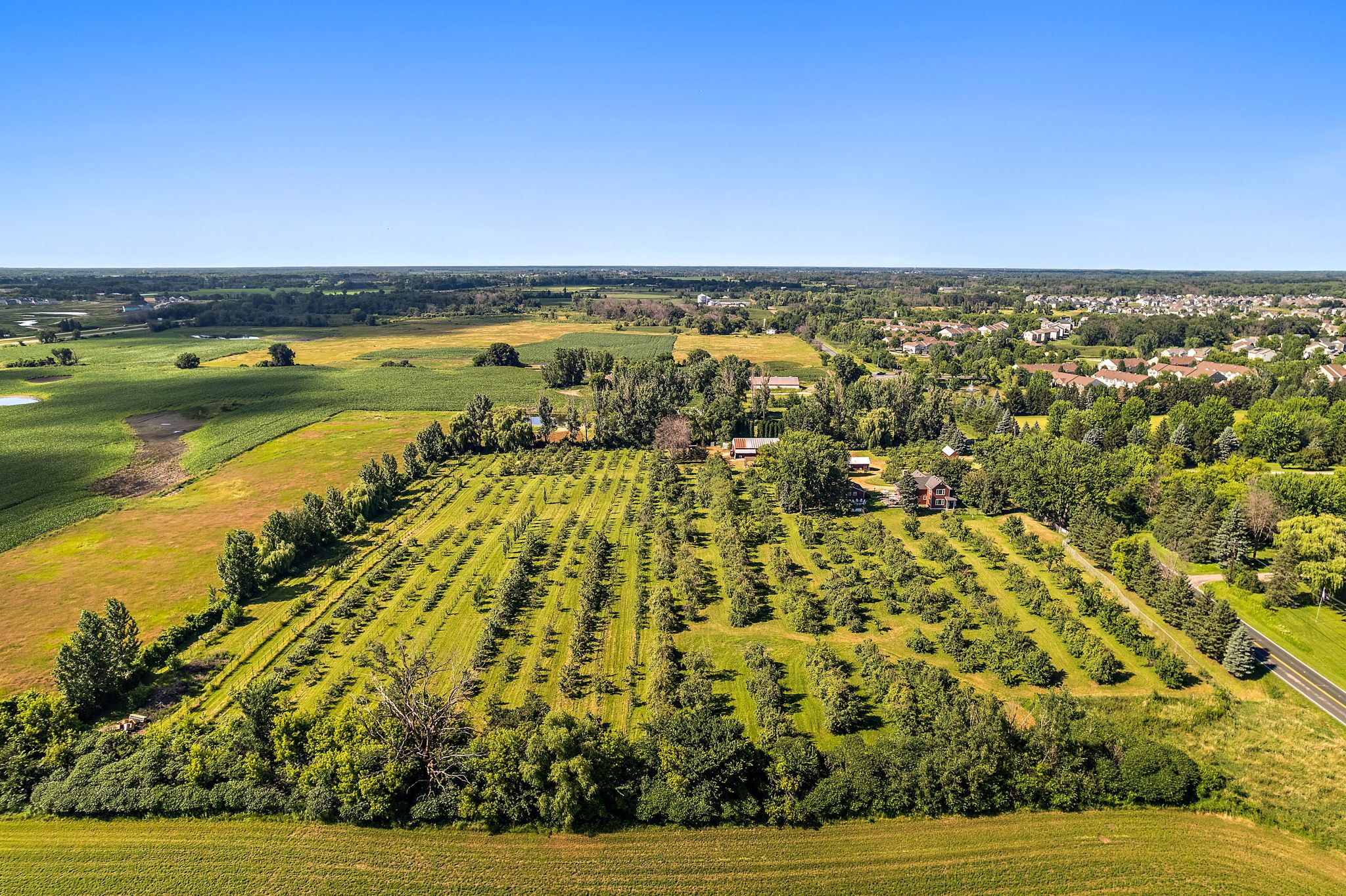 Aerial view of a green orchard with rows of trees, surrounded by dense trees and farmland, with houses and a road in the distance under a clear blue sky.