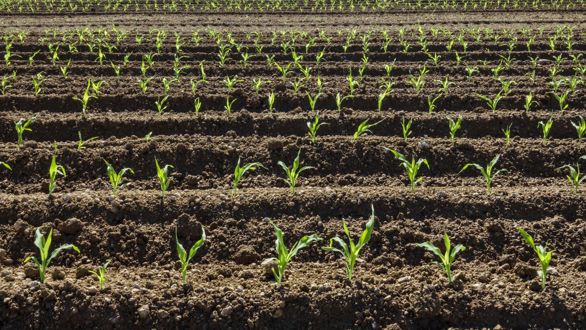 Young Corn Crops in the Redland