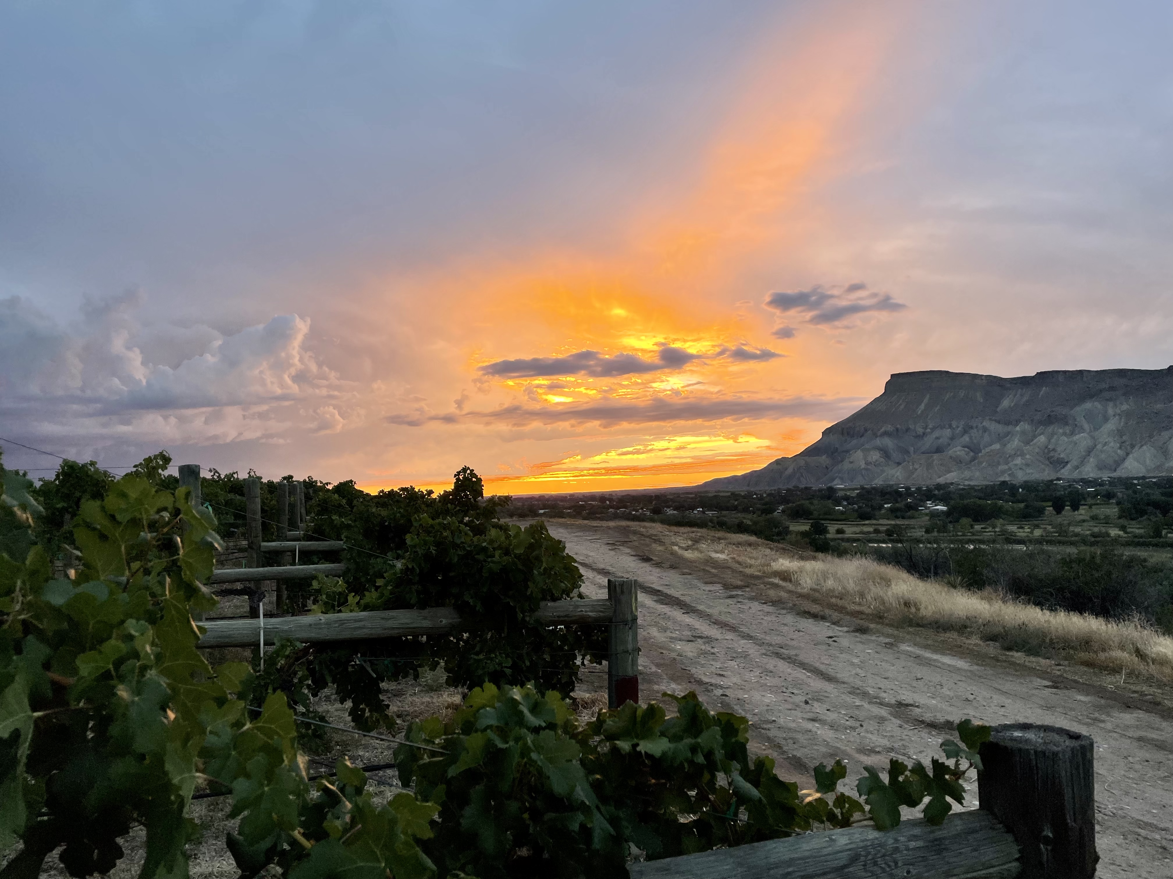 The sunset over the Talbott vineyard above the Colorado River in Palisade. 