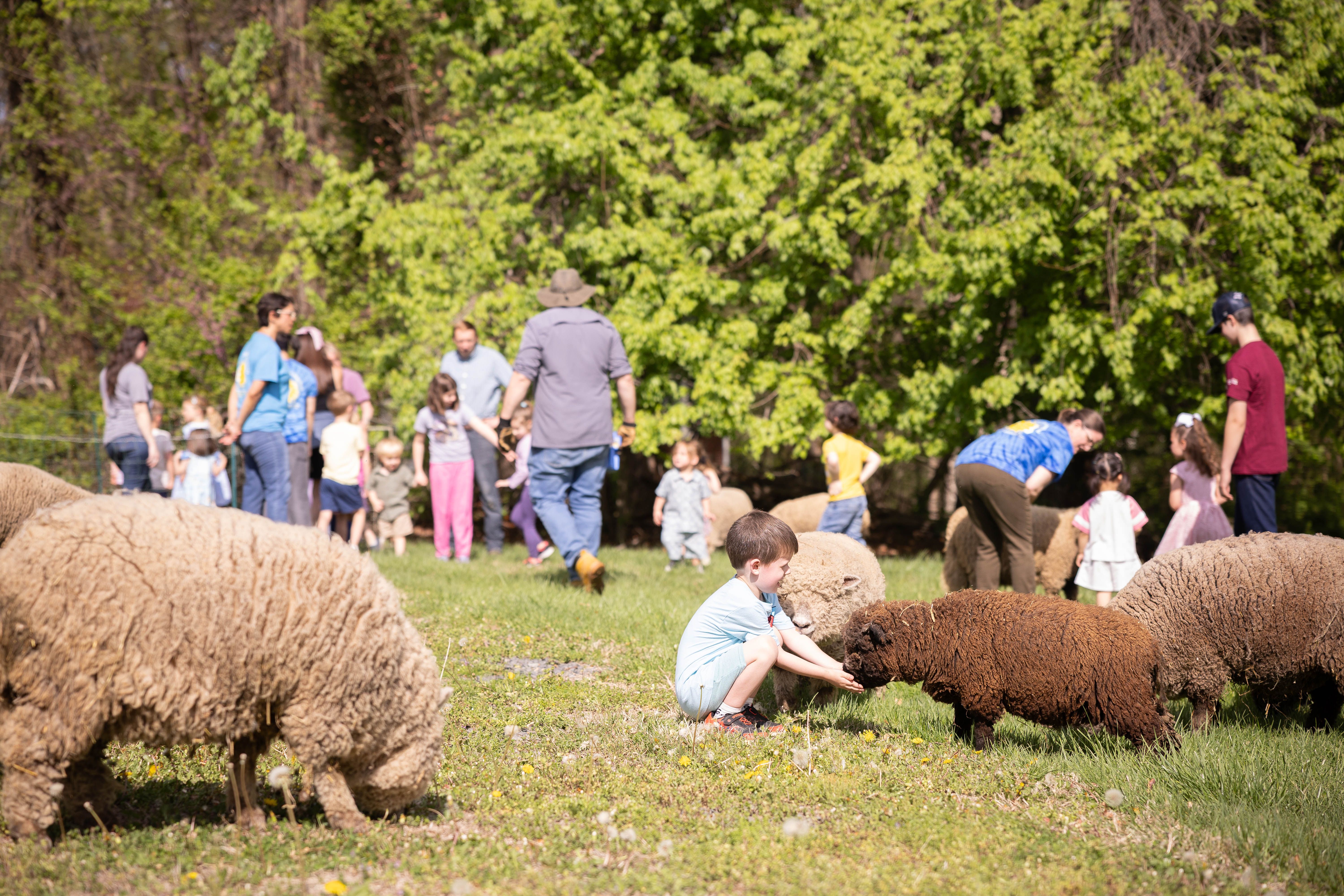 Brown sheep occupy the grassy foreground as a crowd of children and adults gathers in a sunny park, with lush green trees in the background.