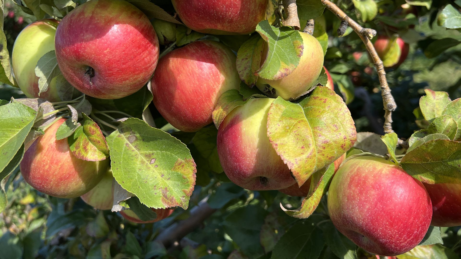 A bunch of red and green apples growing in a tree.